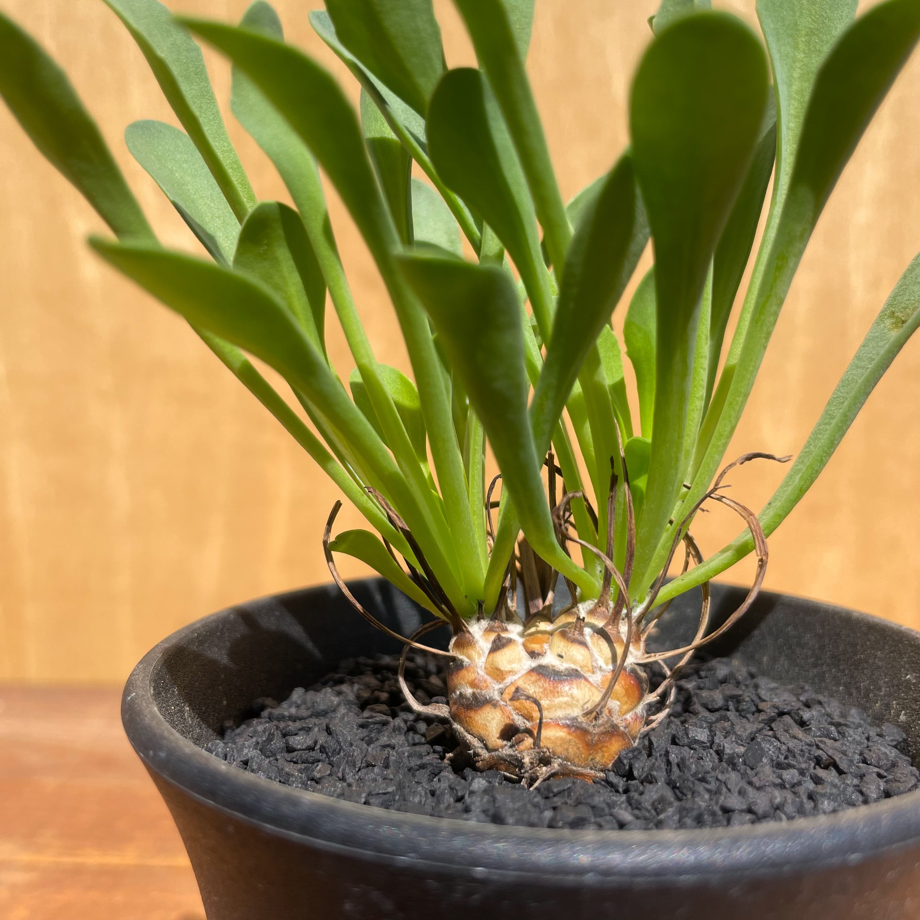 オトンナ レピドカウリス 実生株 塊根植物