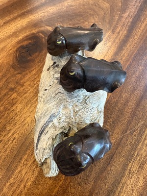 黒檀クブシミのオブジェ　(和名コブシメ)