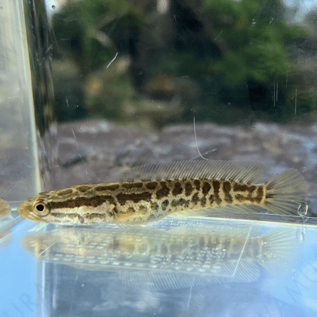 （淡水魚）カムルチー（雷魚）7〜12ｃｍ±　（1匹）【生体】