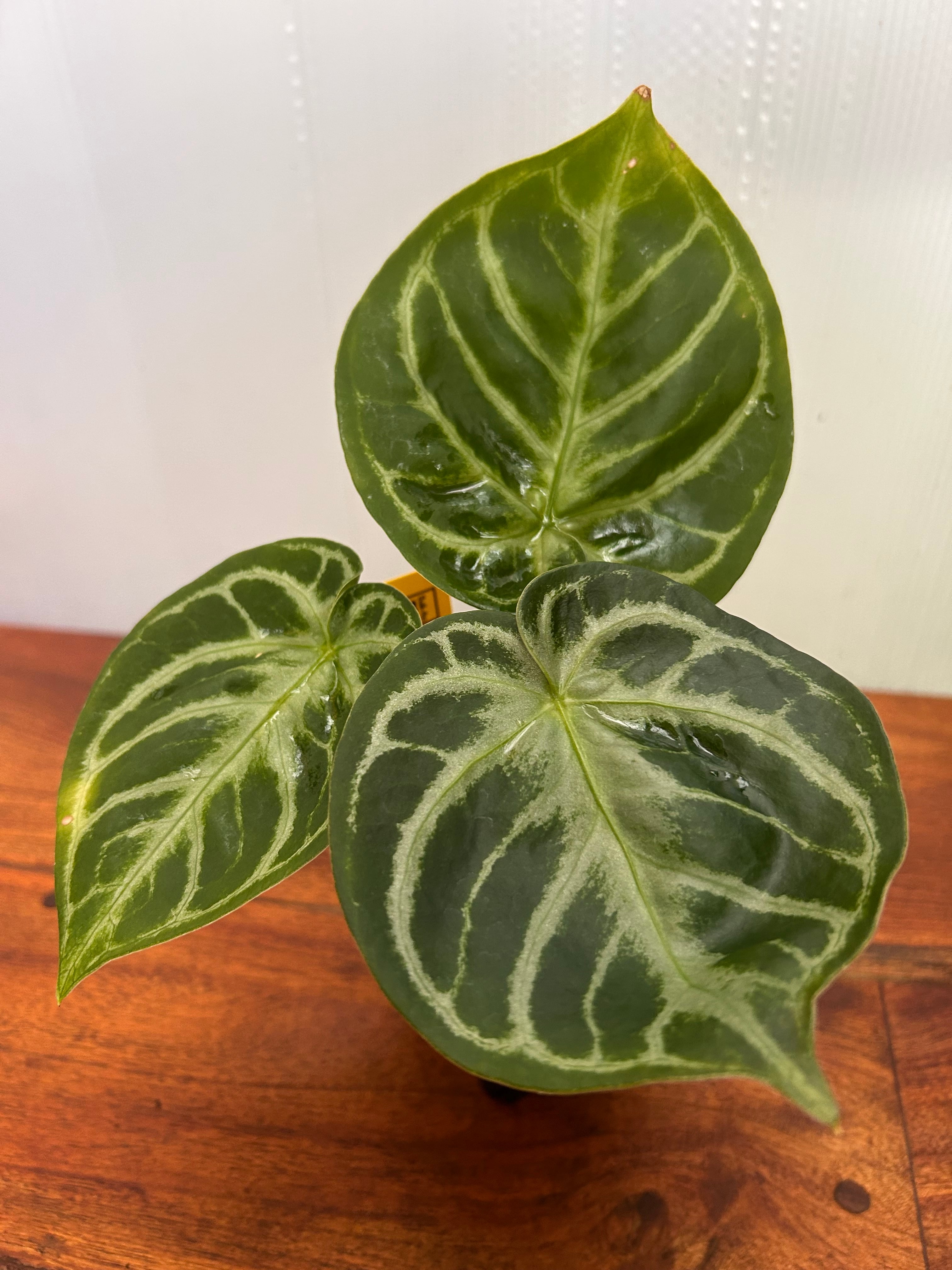 アンスリウム 大鉢 お引取りのみ Anthurium | BALI-AN 園芸