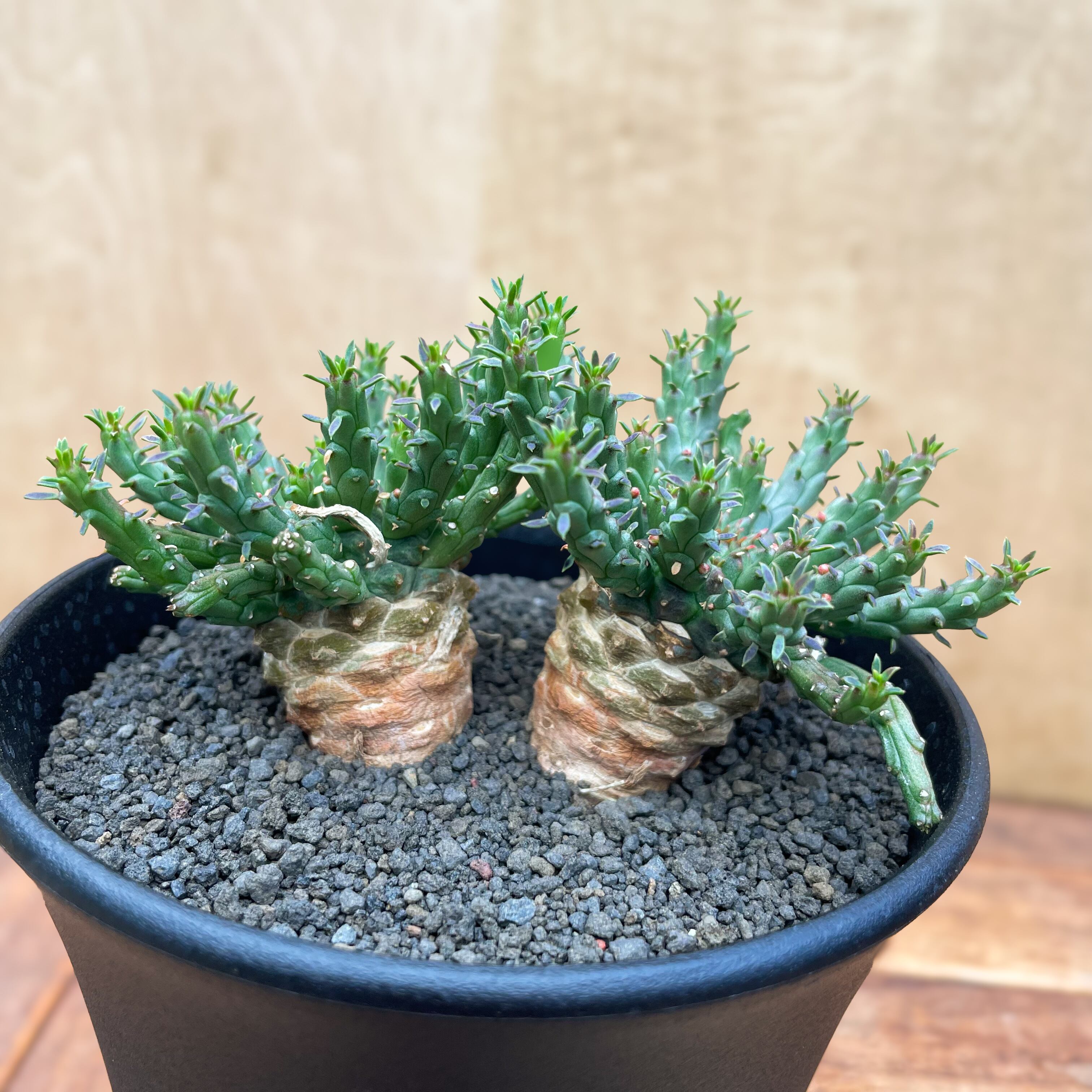 Euphorbia gorgonis 【ユーフォルビア・ゴルゴニス・金輪際】 | RIMO'S