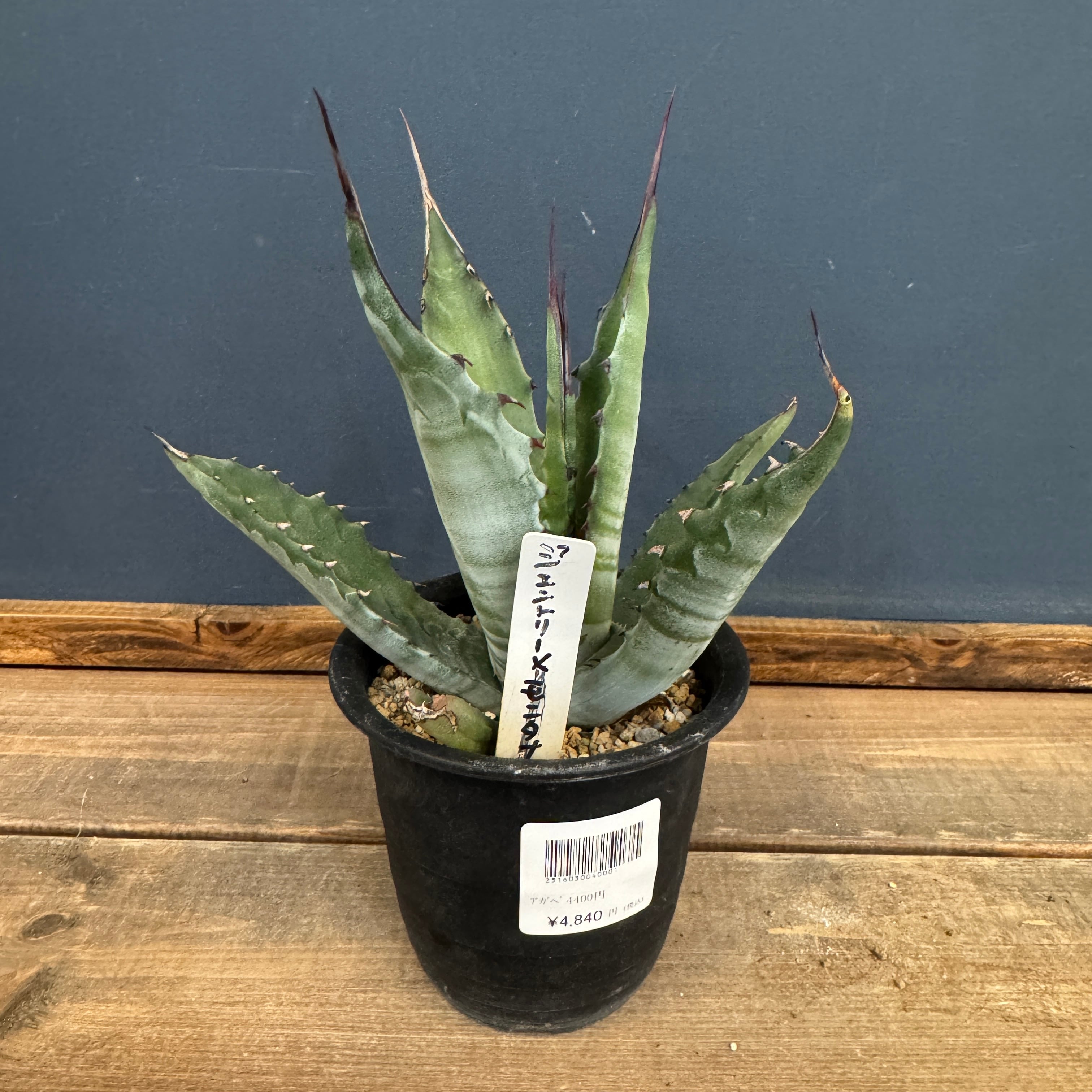 アガベ ジェントリー【746】 | PROTOLEAF プロトリーフ