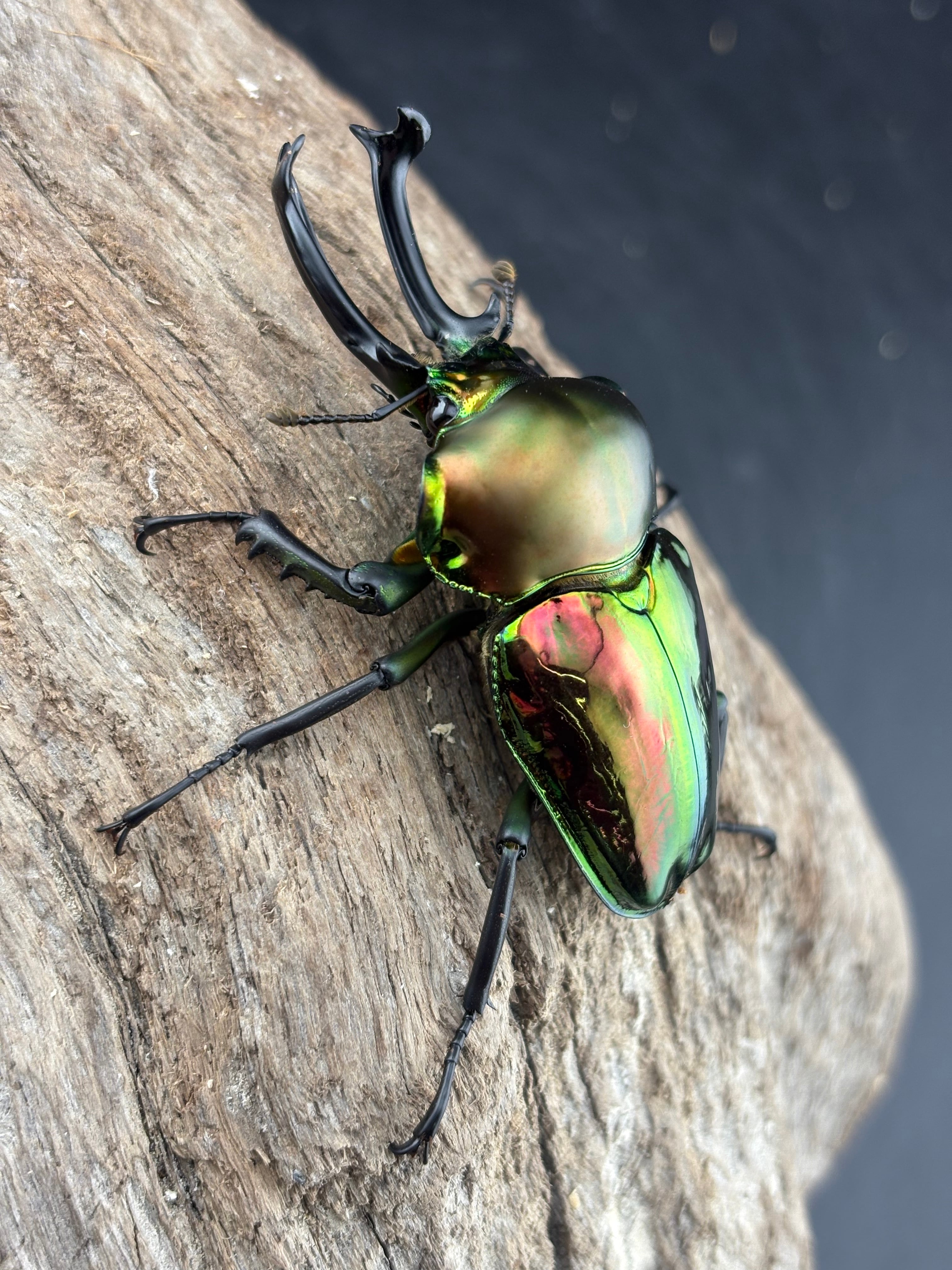 ニジイロクワガタ 57～60mm ペア》むし岡だいき氏委託個体 | KPW公式