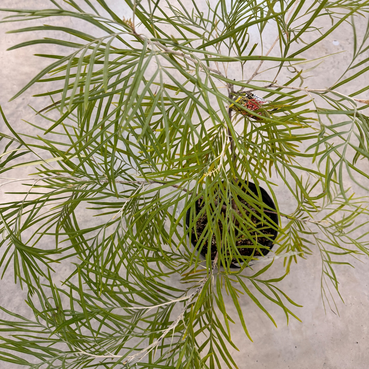 グレビレア　バンクシー【165】