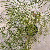 グレビレア　バンクシー【165】