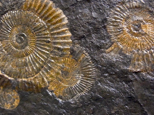 【 化石 】アンモナイト ダクチリオセラス Dactylioceras 6体密集頁岩プレート ドイツ ホルツマーデン産
