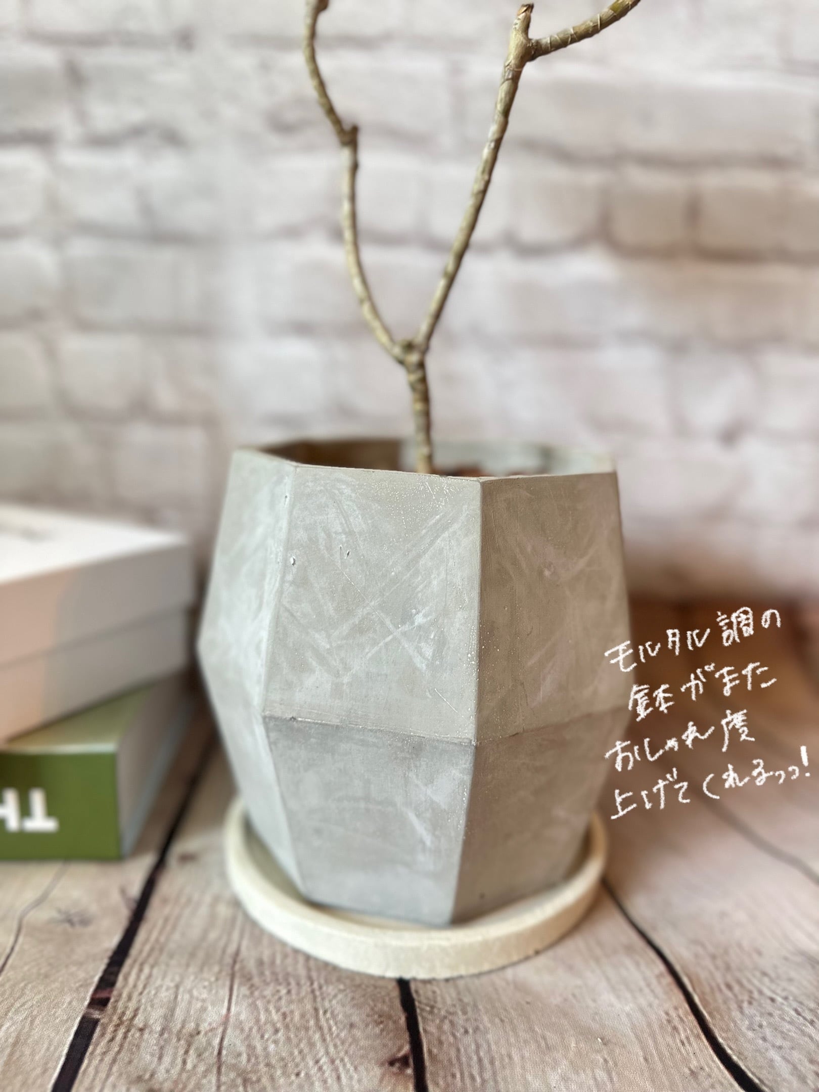 陶器鉢セット】ドラセナ ソングオブジャマイカ | Petitluxe