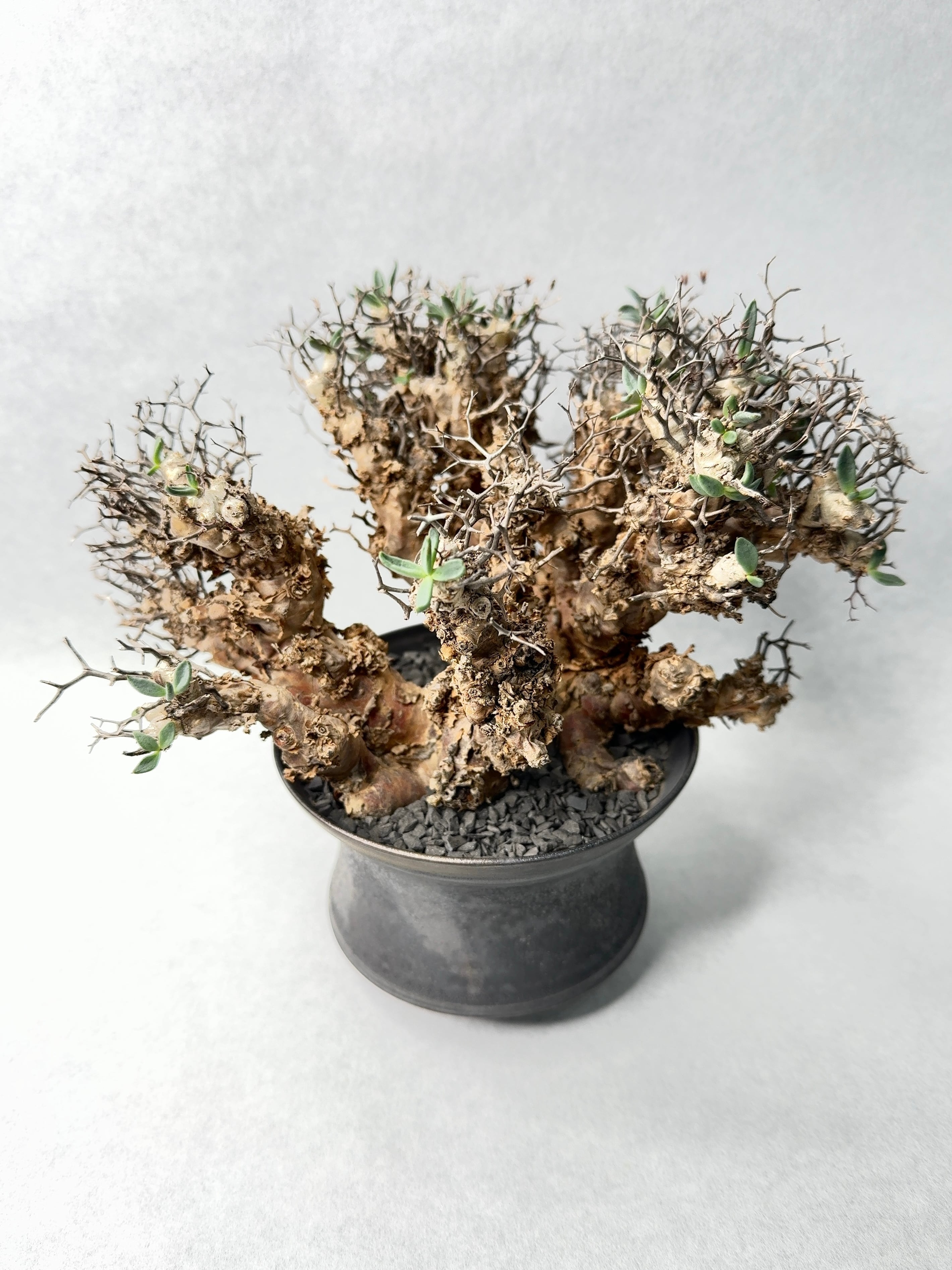 チレコドン・万物想 | trigger