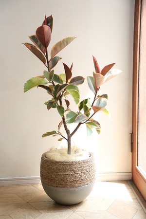 【L/120cm】フィカス ルビー/Ficus