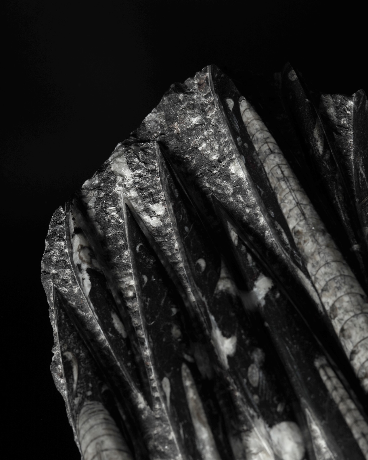 Fossils / Orthoceras Fossils Plate Object - 2