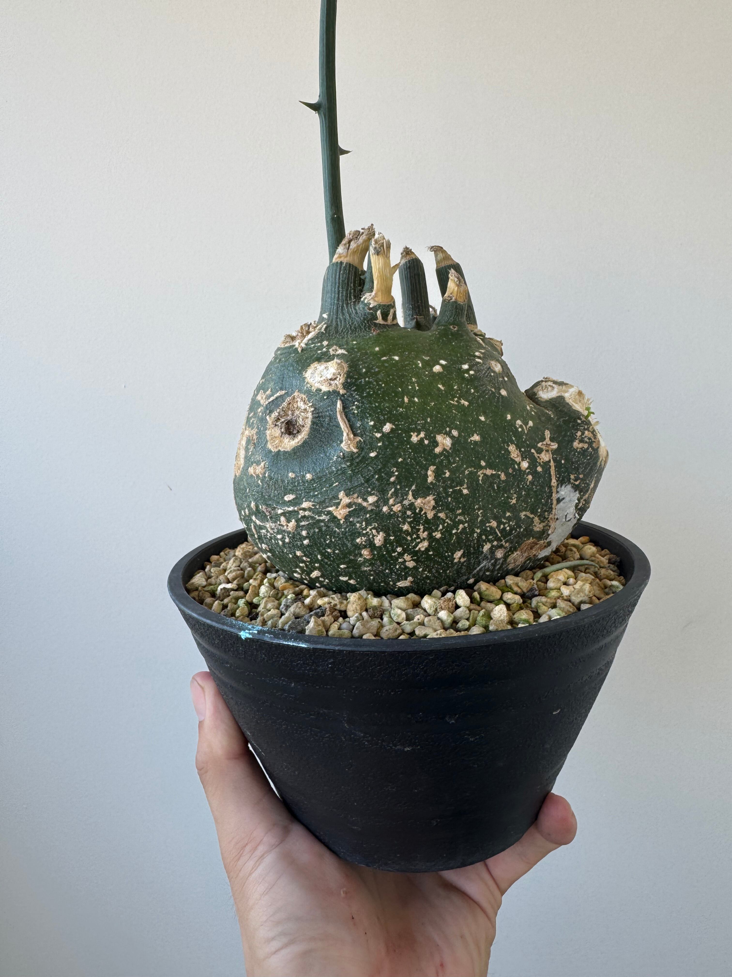 新着】Adenia pseudo globosa【ゴツゴツ肌の手のりサイズ】アデニア