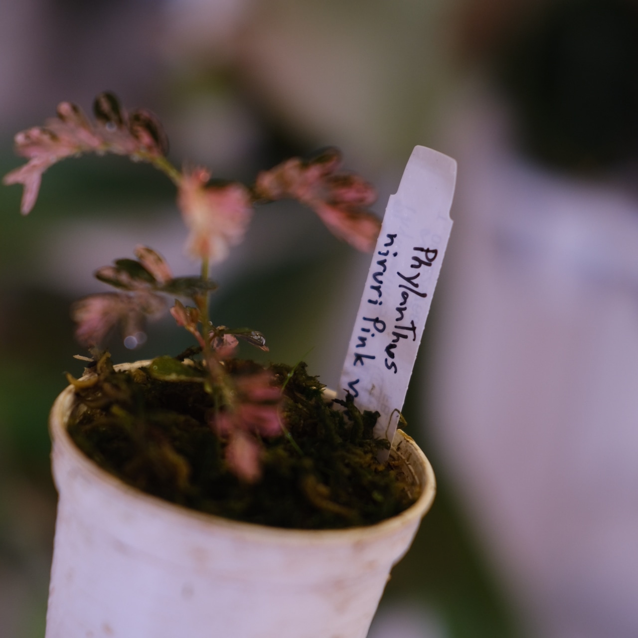 Phyllanthus urinaria 'Pink Variegated'│フィランサス・ウリナリア ピンク斑入り⑤│観葉植物