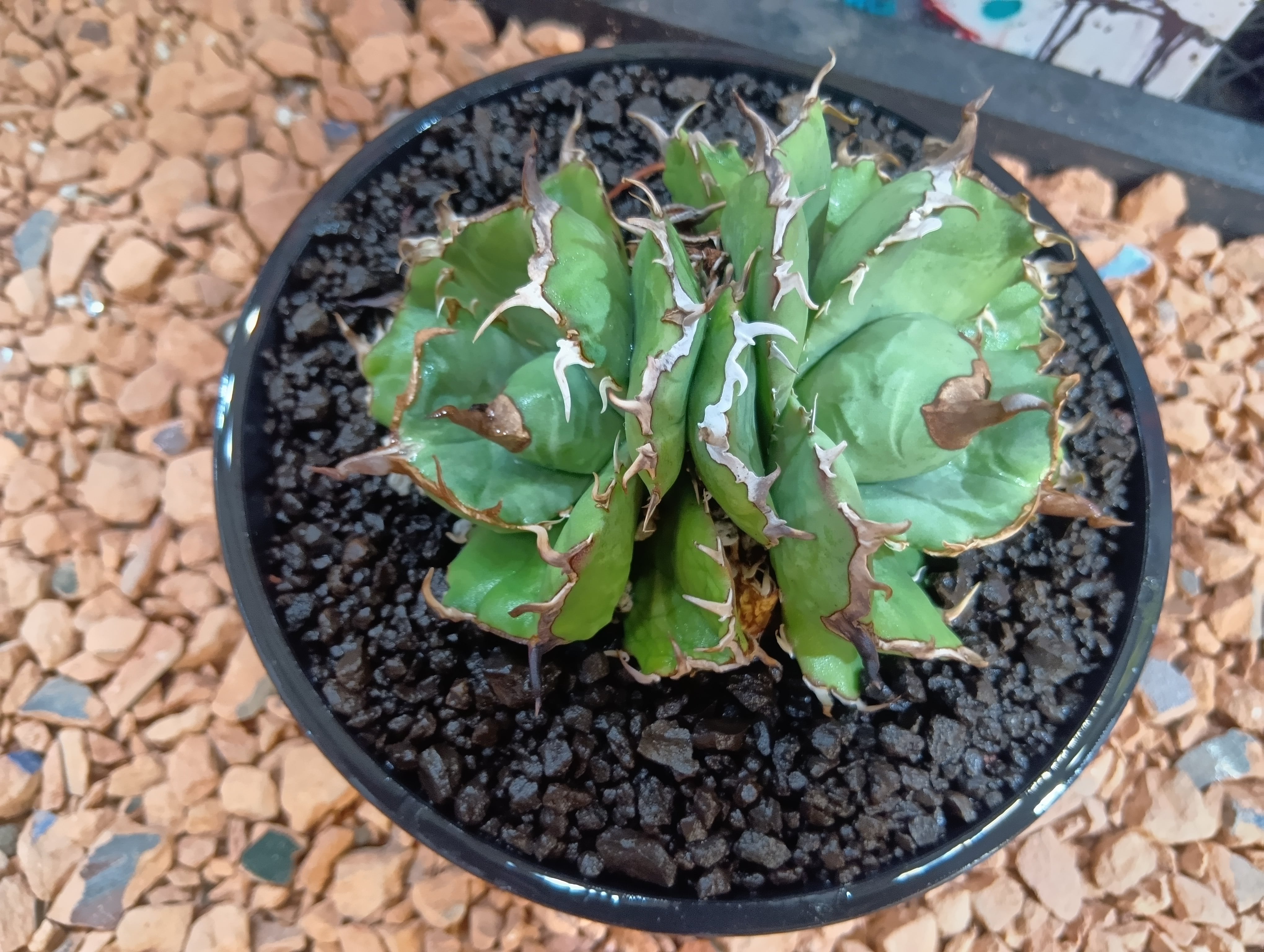 Agave titanota 双頭 No name | Buenaplant