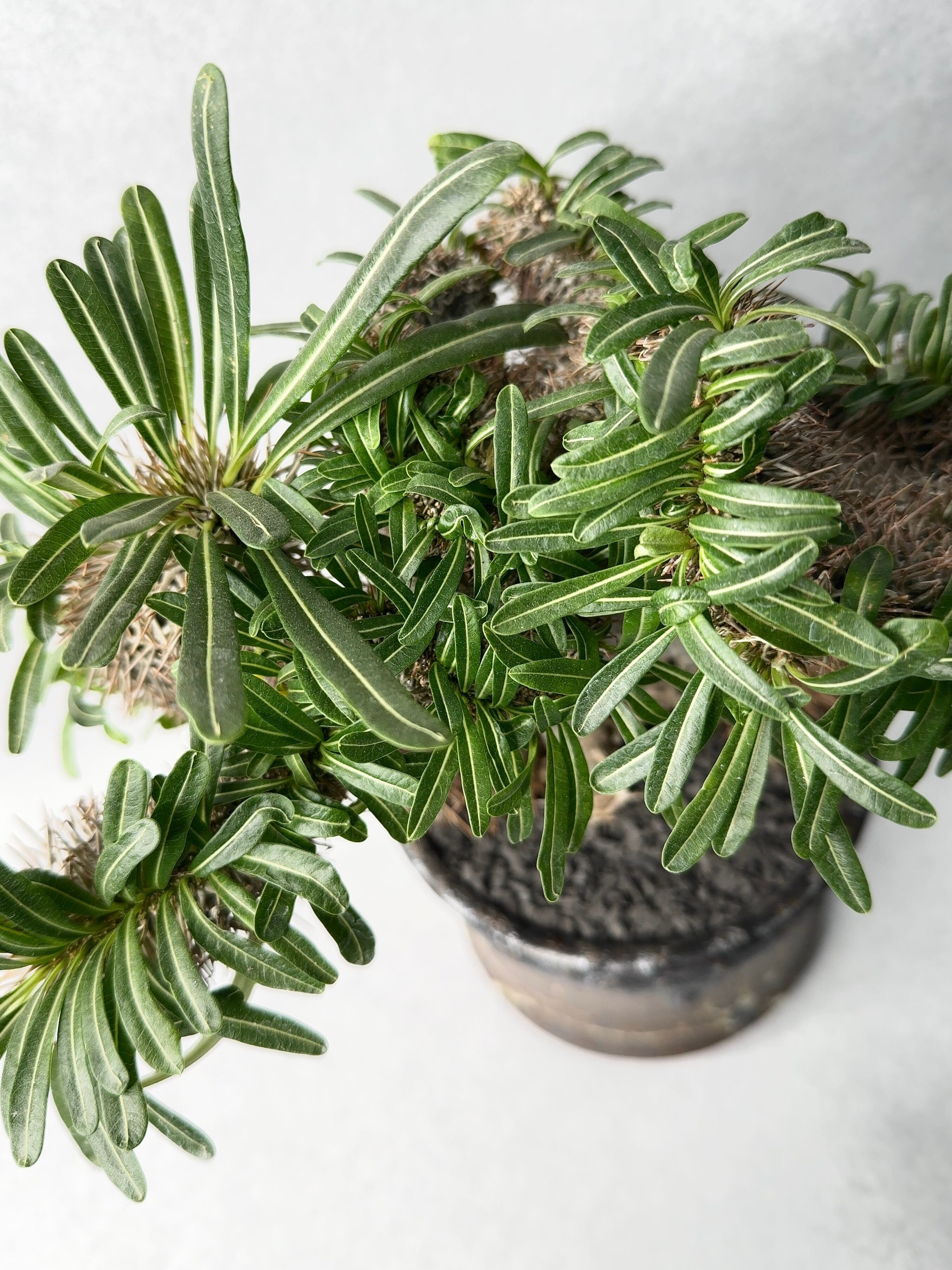 パキポディウム・ラメリー綴化 | trigger