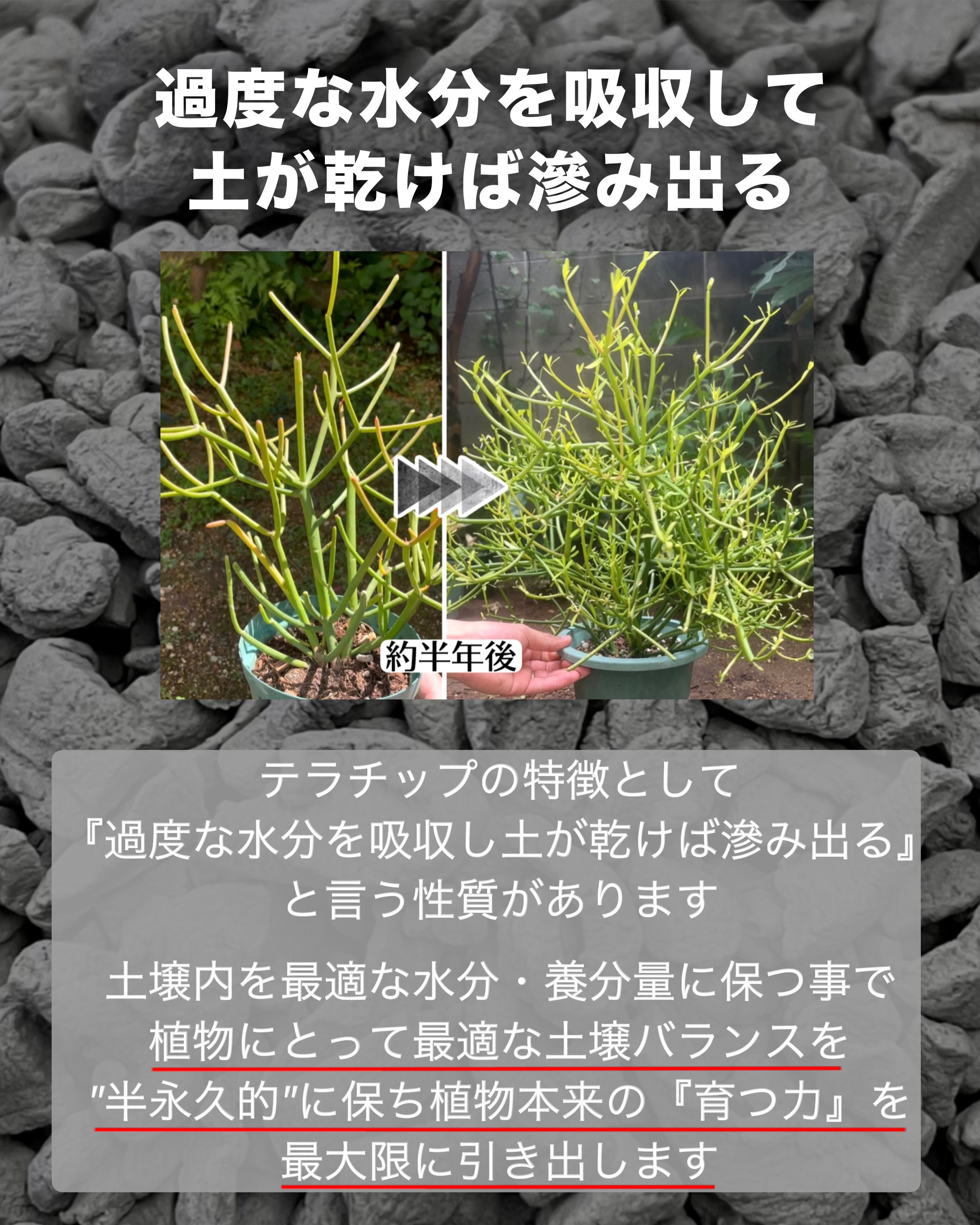 赤焼2L 【テラチップ®︎】 | PAY ID