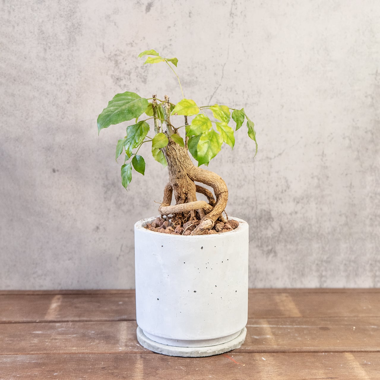 【古木の風格漂う塊根】個性派ヘテロパナックス。都会的な手づくりモルタル鉢。置くだけで絵になる存在感。|虫発生抑制