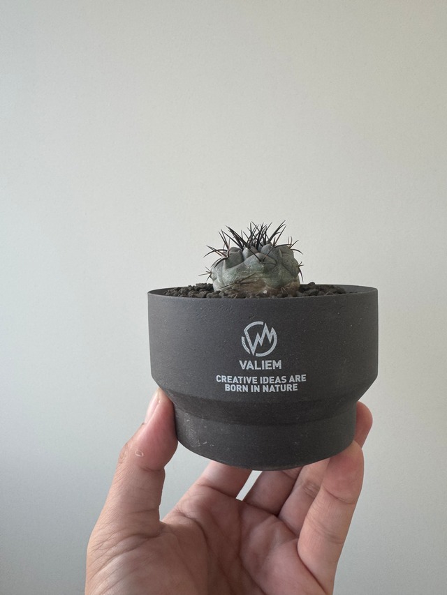 【新着】Copiapoa cinerea × VALIEM GHOST【俺の黒王丸】コピアポアシネレア