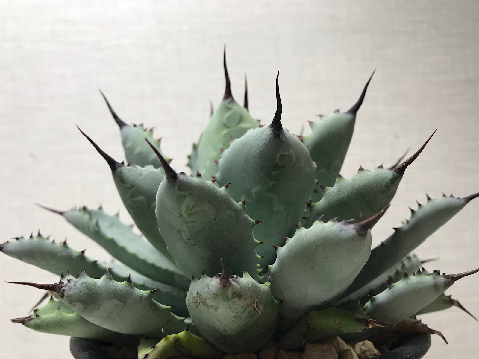 アガベ チタノタ '窮奇'（キュウキ） | ベレッタガーデン 宮崎県延岡市