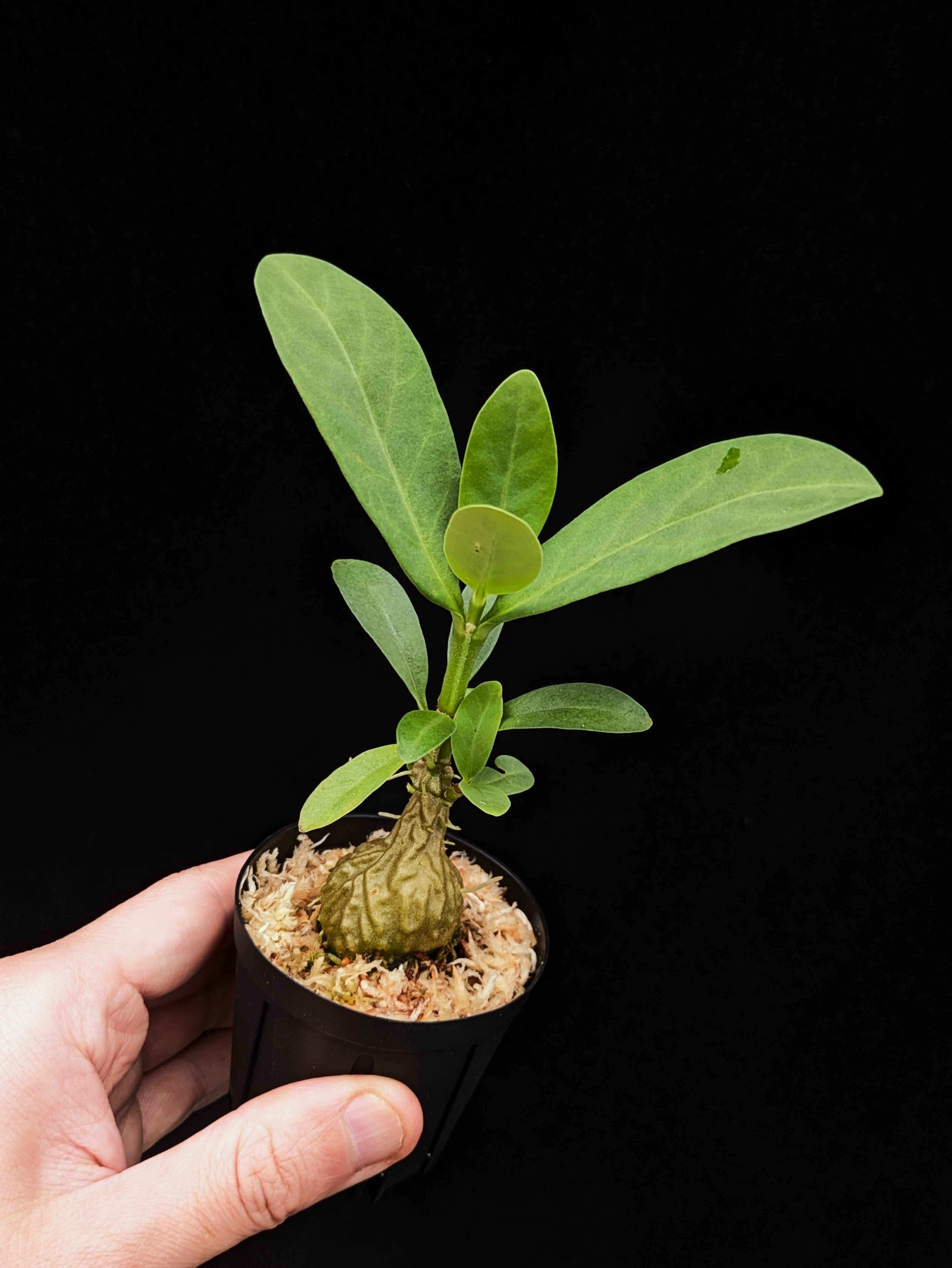 Myrmecodia tuberosa “papuana” 着生仕立て | 伊藤蟻植物農園