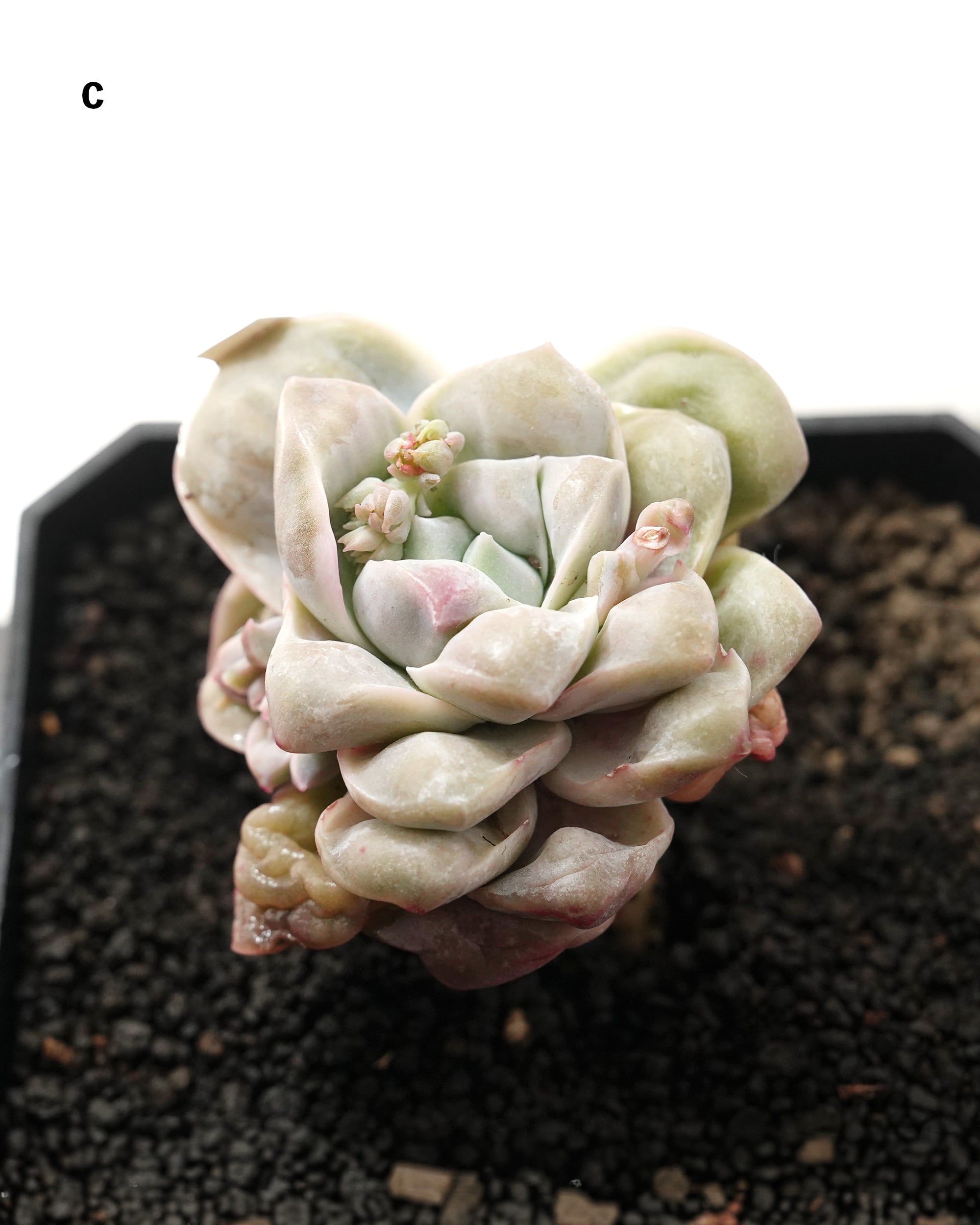 カット苗 ラブリーローズ ドロップス Echeveria 'Lovely Rose Drops