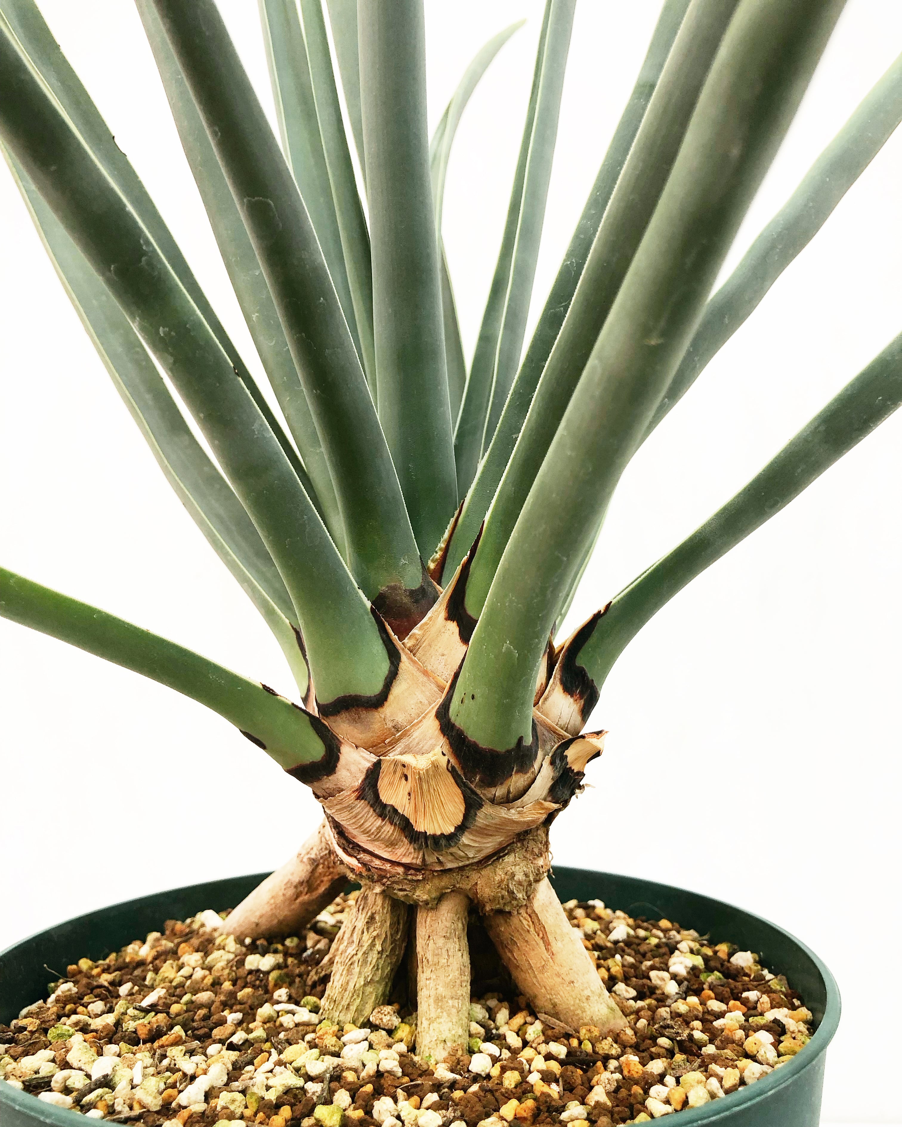 ドラセナ セルラータ Dracaena serrulata 20230814 | SPG 