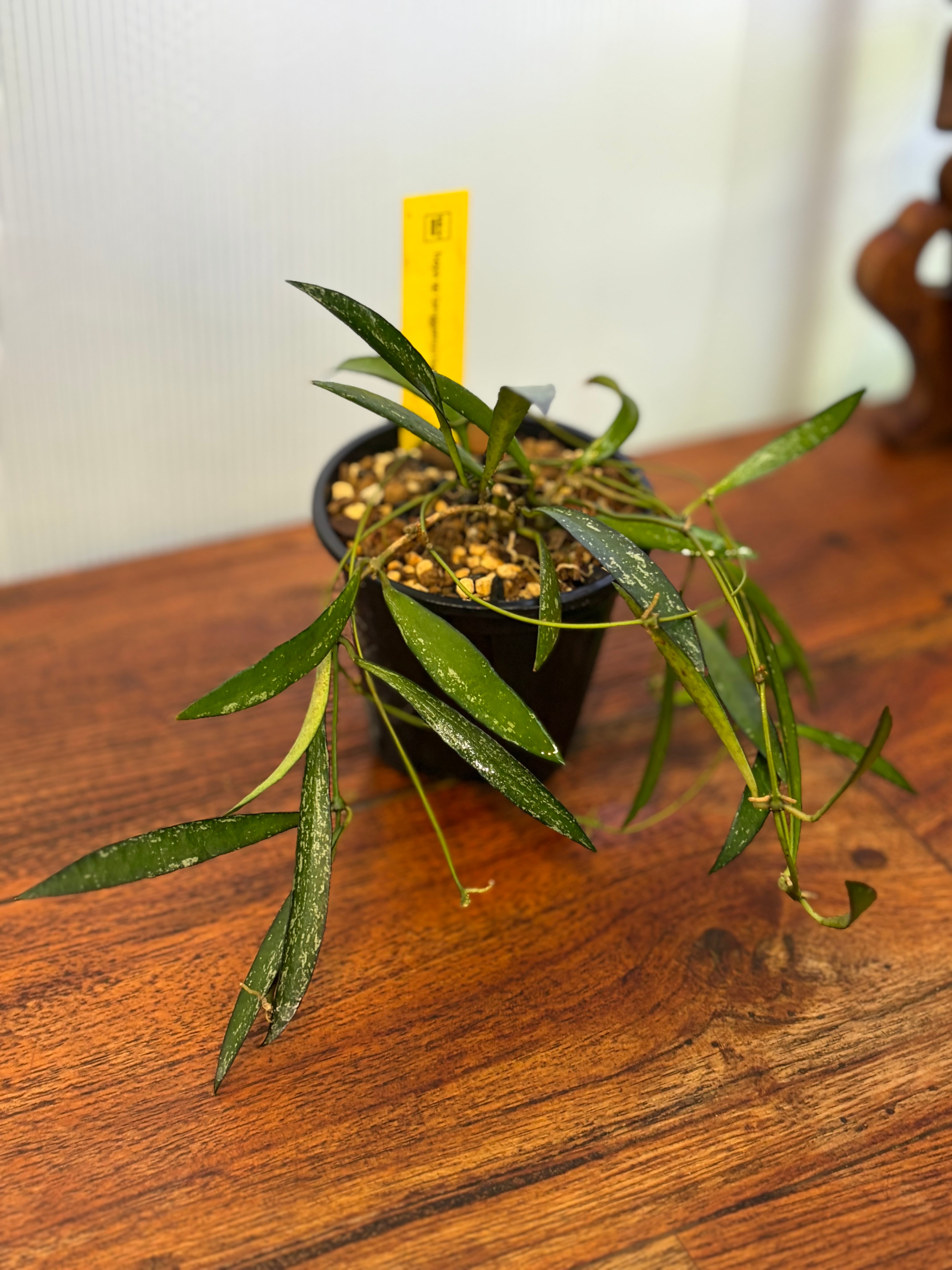 Hoya | BALI-AN 園芸
