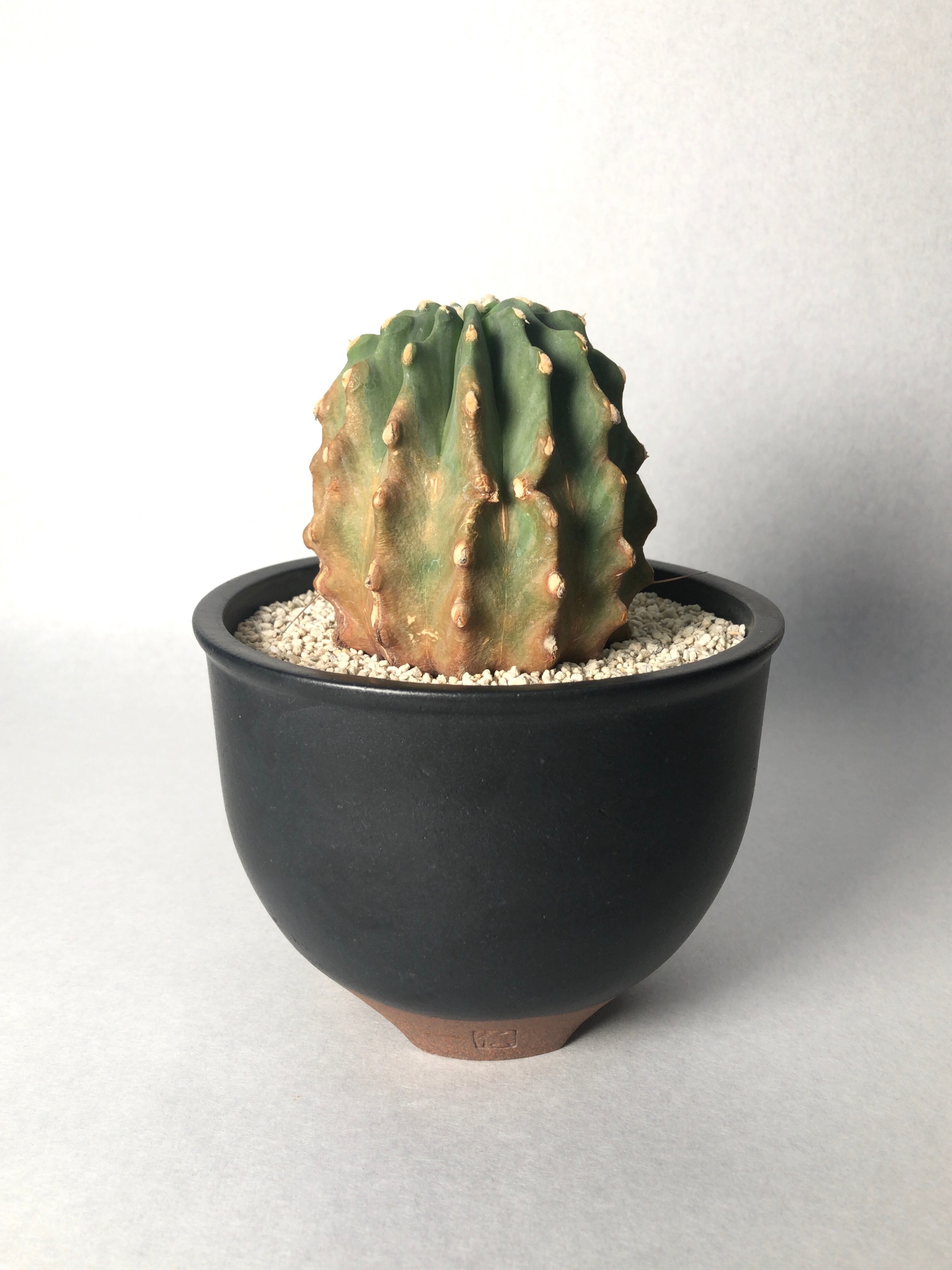 怪物棘無し王冠竜フェロカクタス特大株