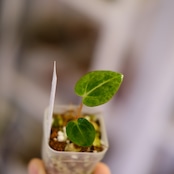 A. carlablackiae JS02 × JS07|アンスリウム・カーラブラッキー|観葉植物