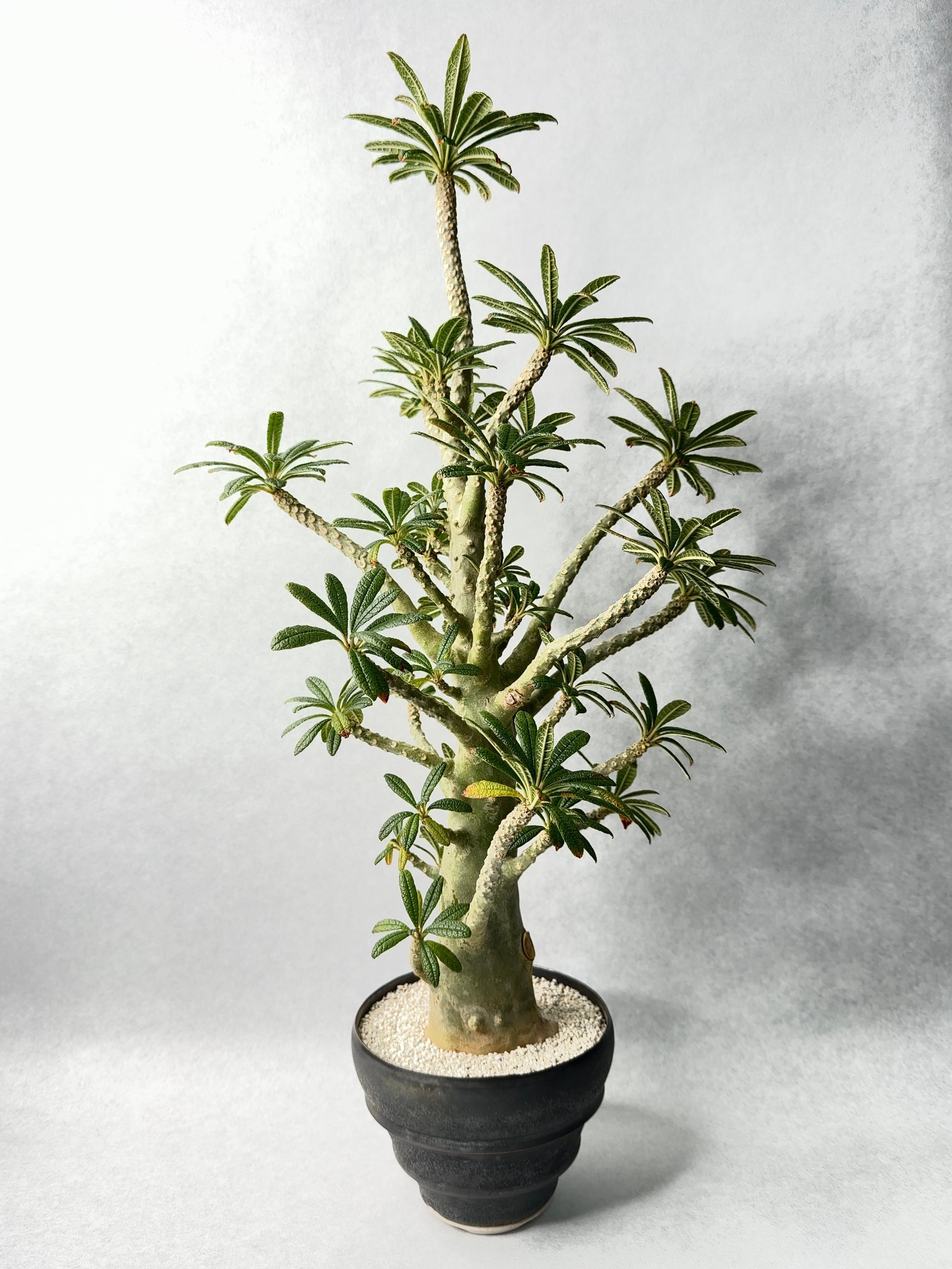 ドルステニア・ギガス