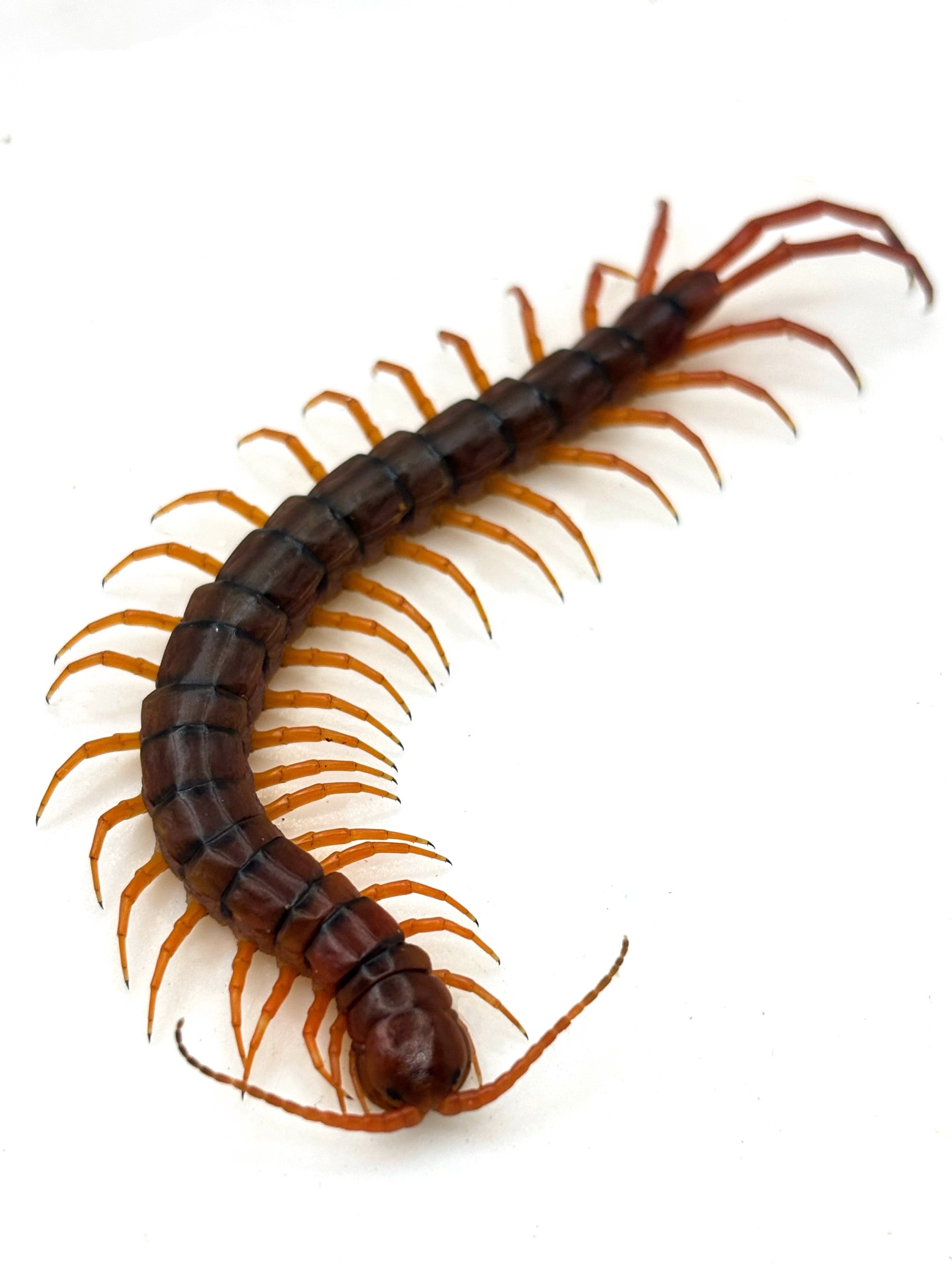 タイチェリーレッド① Scolopendra dehaani 1匹 | まるころ商店