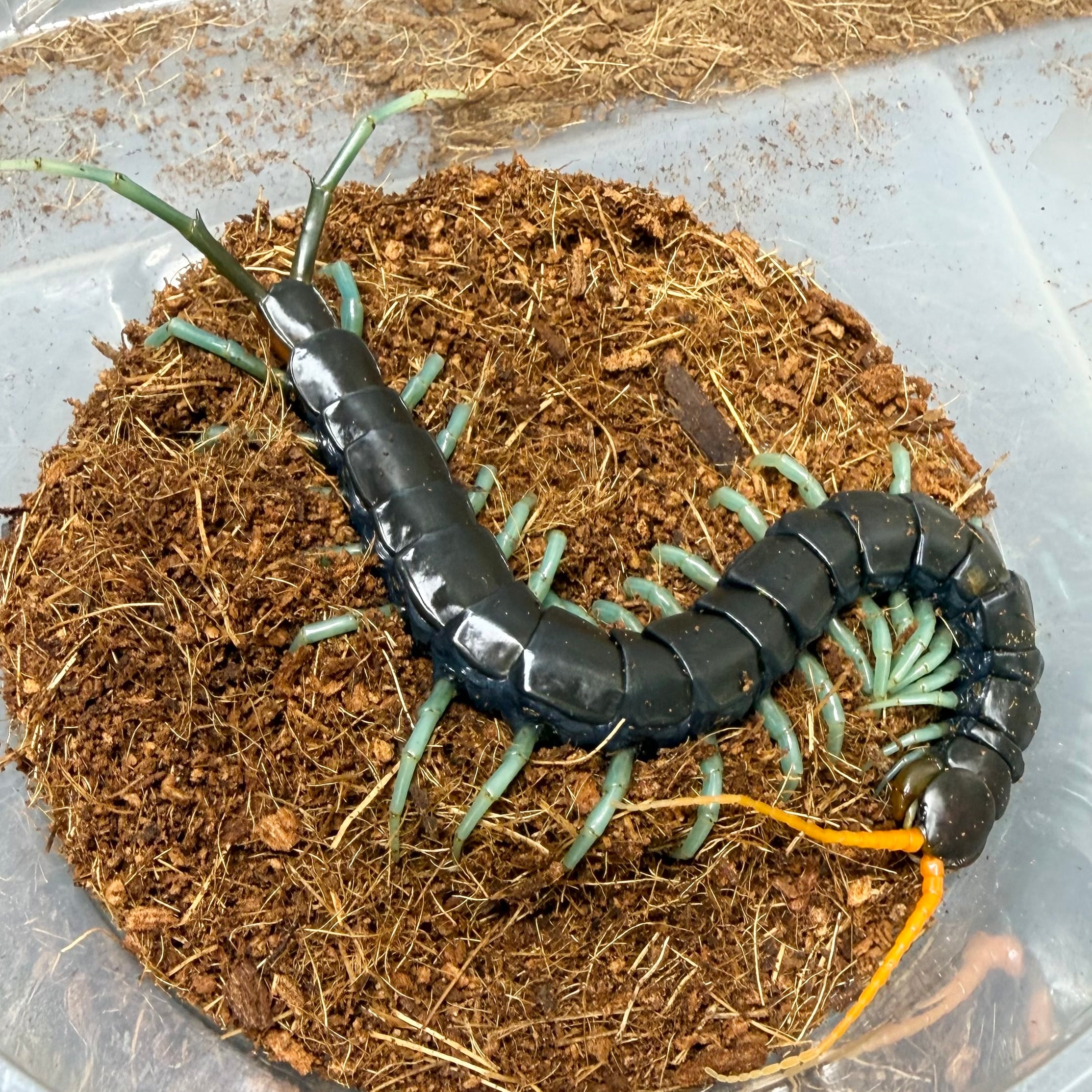 ユンナントリカラーセンチピード アダルト個体1匹 奇蟲 ムカデ | 昆虫