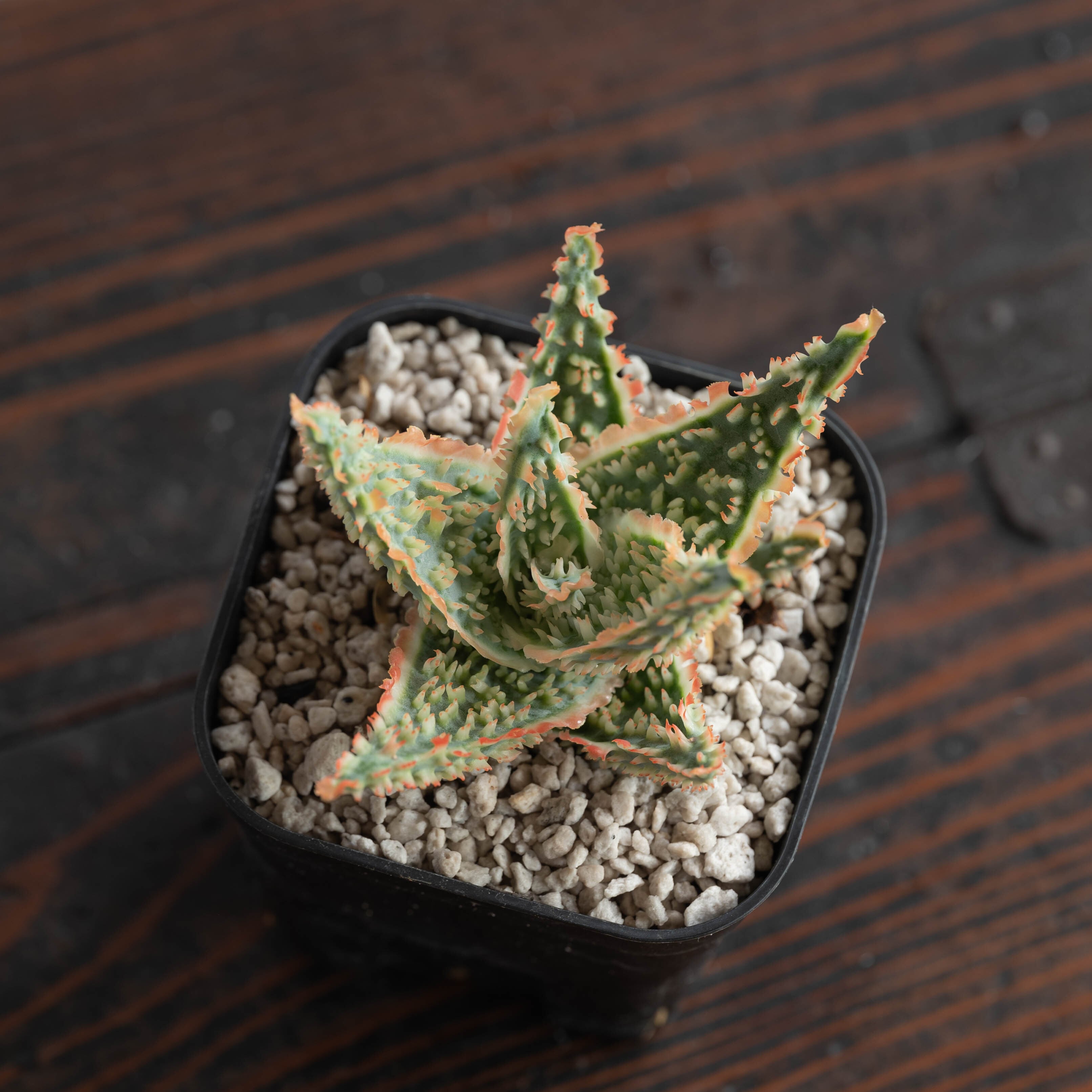 観葉植物 アロエ ハイブリッド Aloe hybrid 第四種 Jー5