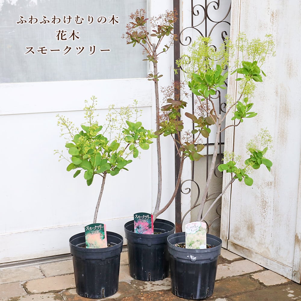 常緑苗木 オリーブ シプレッシーノ 3号 ソウジュ 創樹 SOUJU 庭木