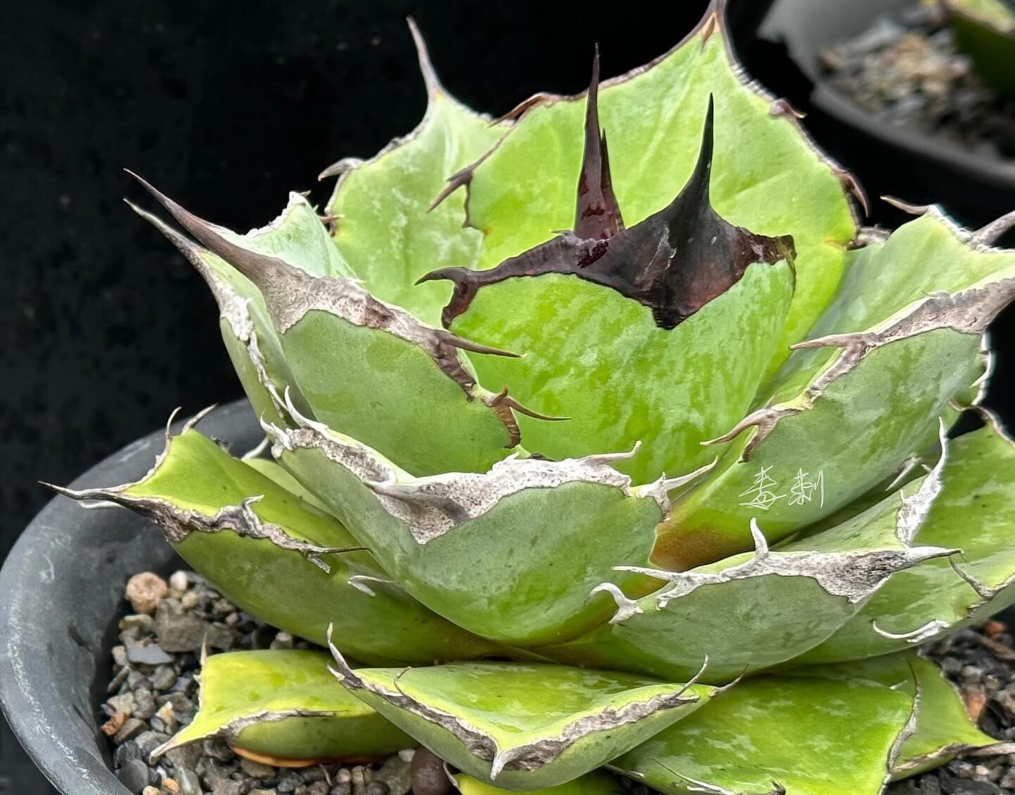 アガベ 白犀牛 中株 【公式通販】