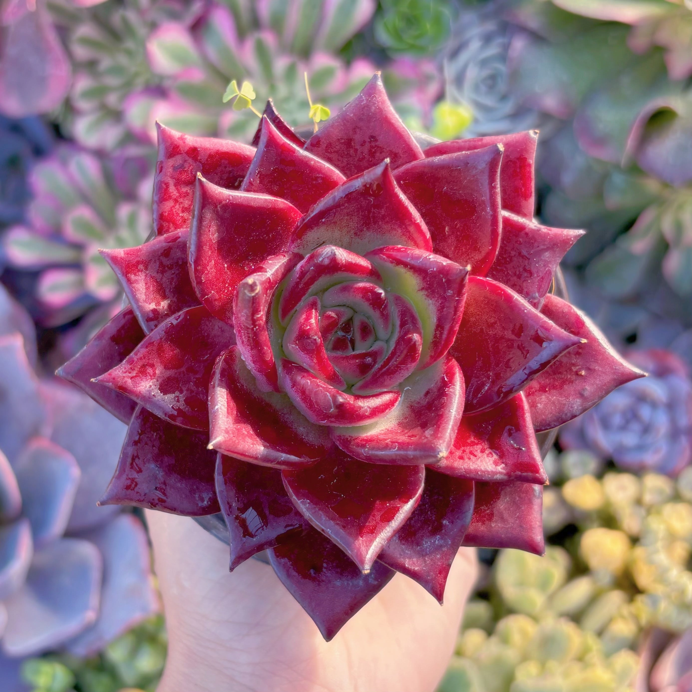 現品　ロメオルビン#M193　超美苗　るる農園