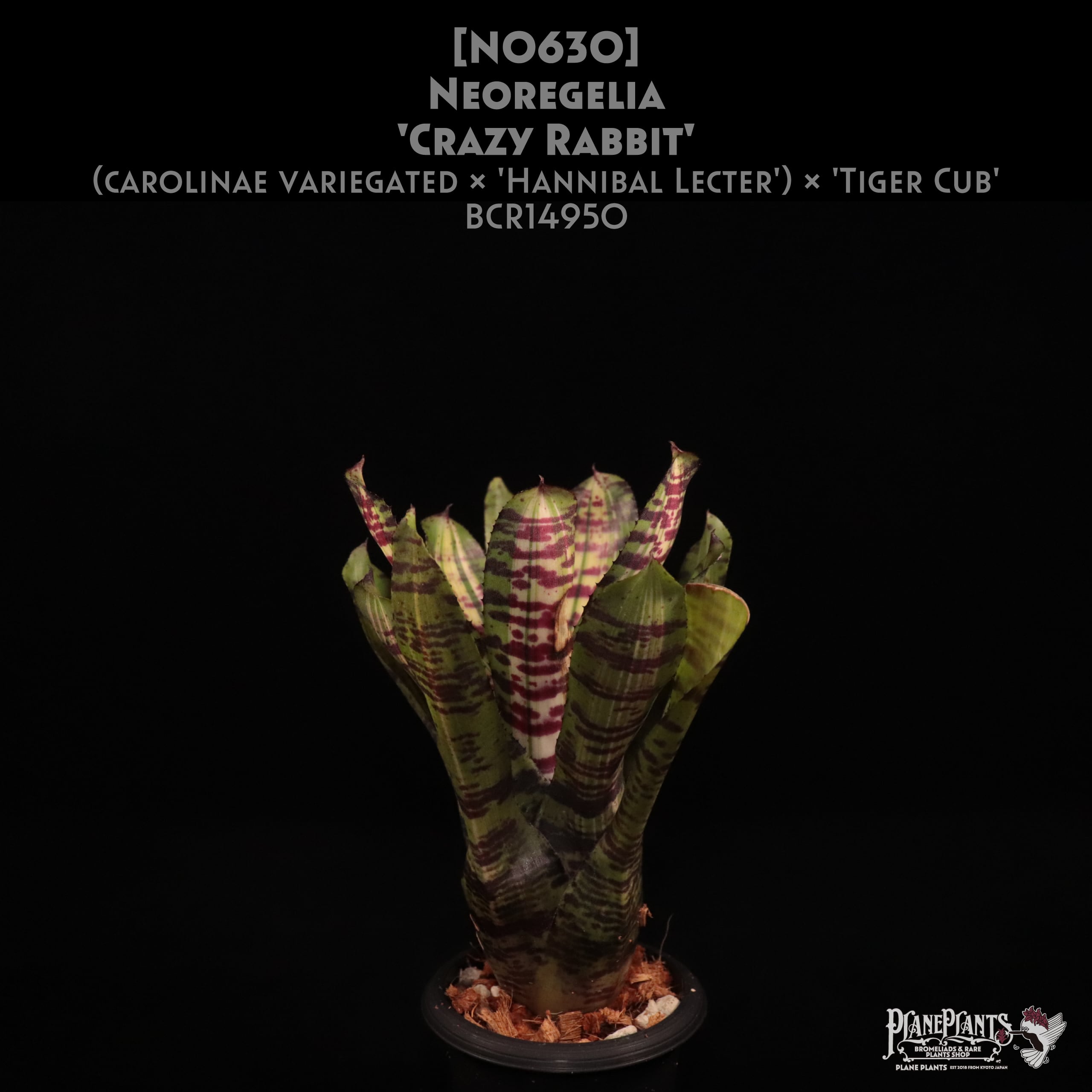 Neoregelia | plane plants