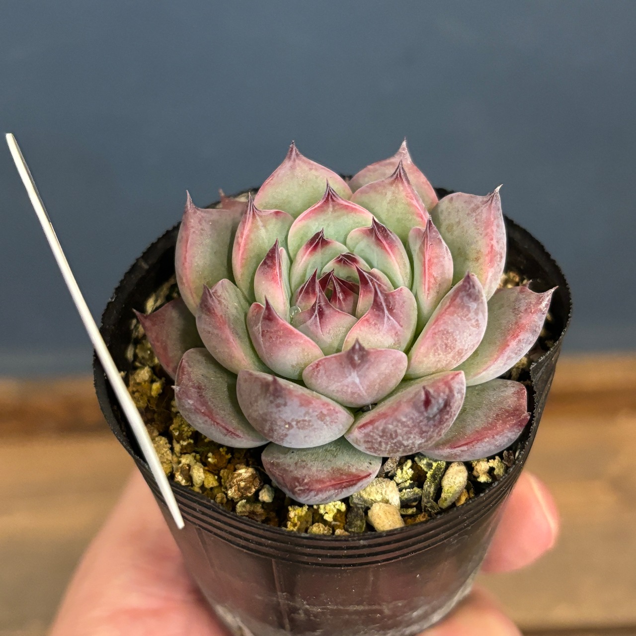 farmPALKさん苗 エケベリア ピーチコロン【954】