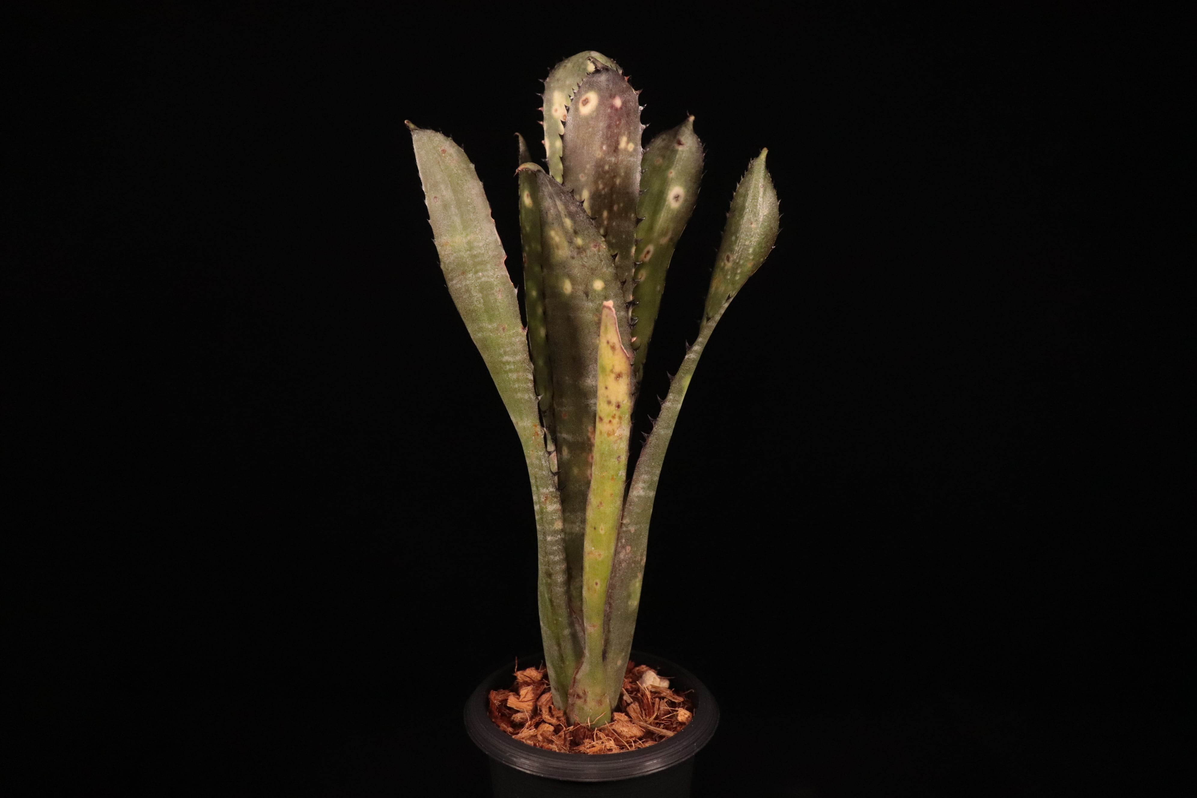 送料無料】Billbergia 'Kolan Purple Piranha'〔ビルベルギア〕現品