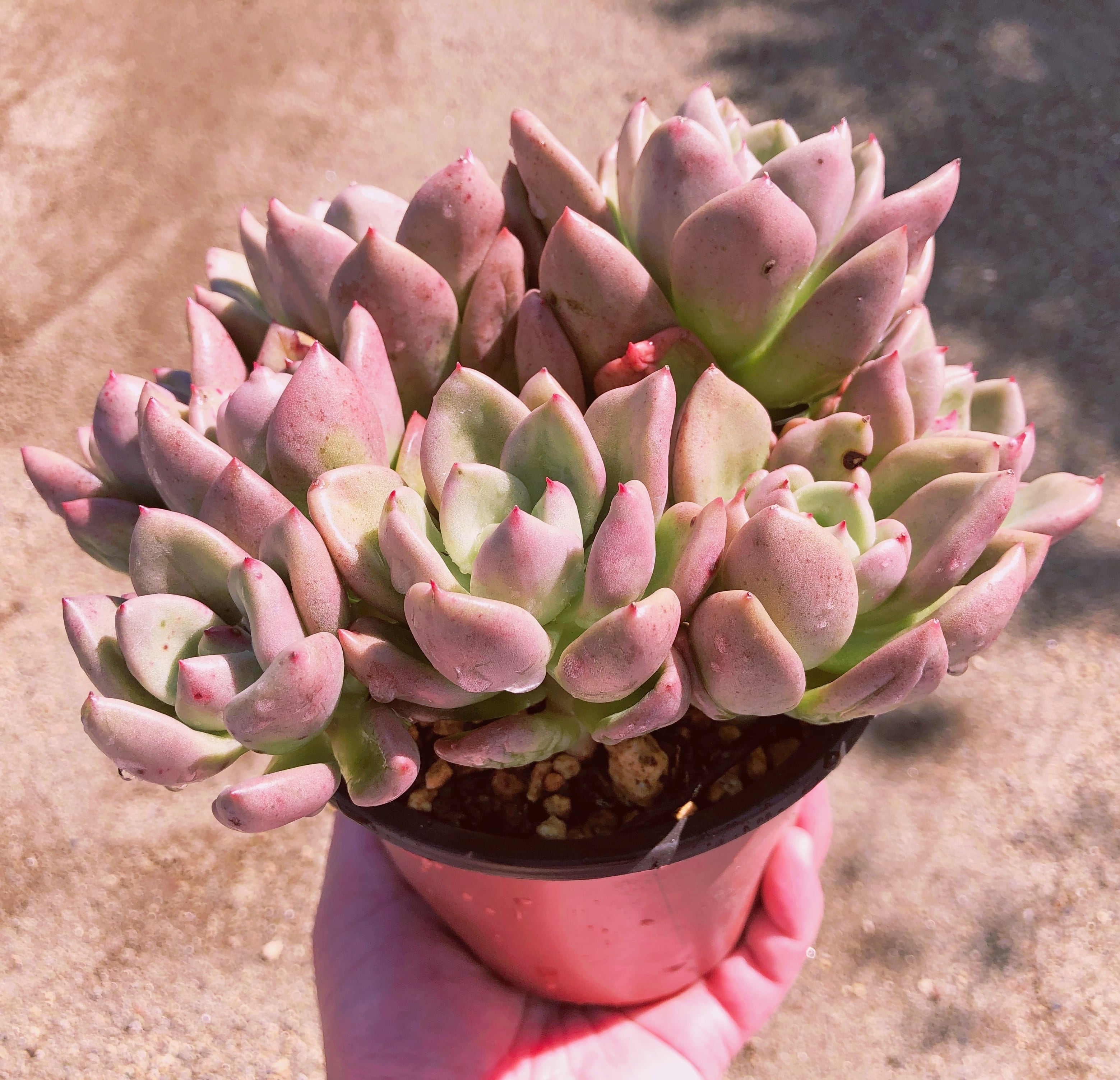 多肉植物 アボカドクリーム 特大群生 | るる農園~多肉植物専門