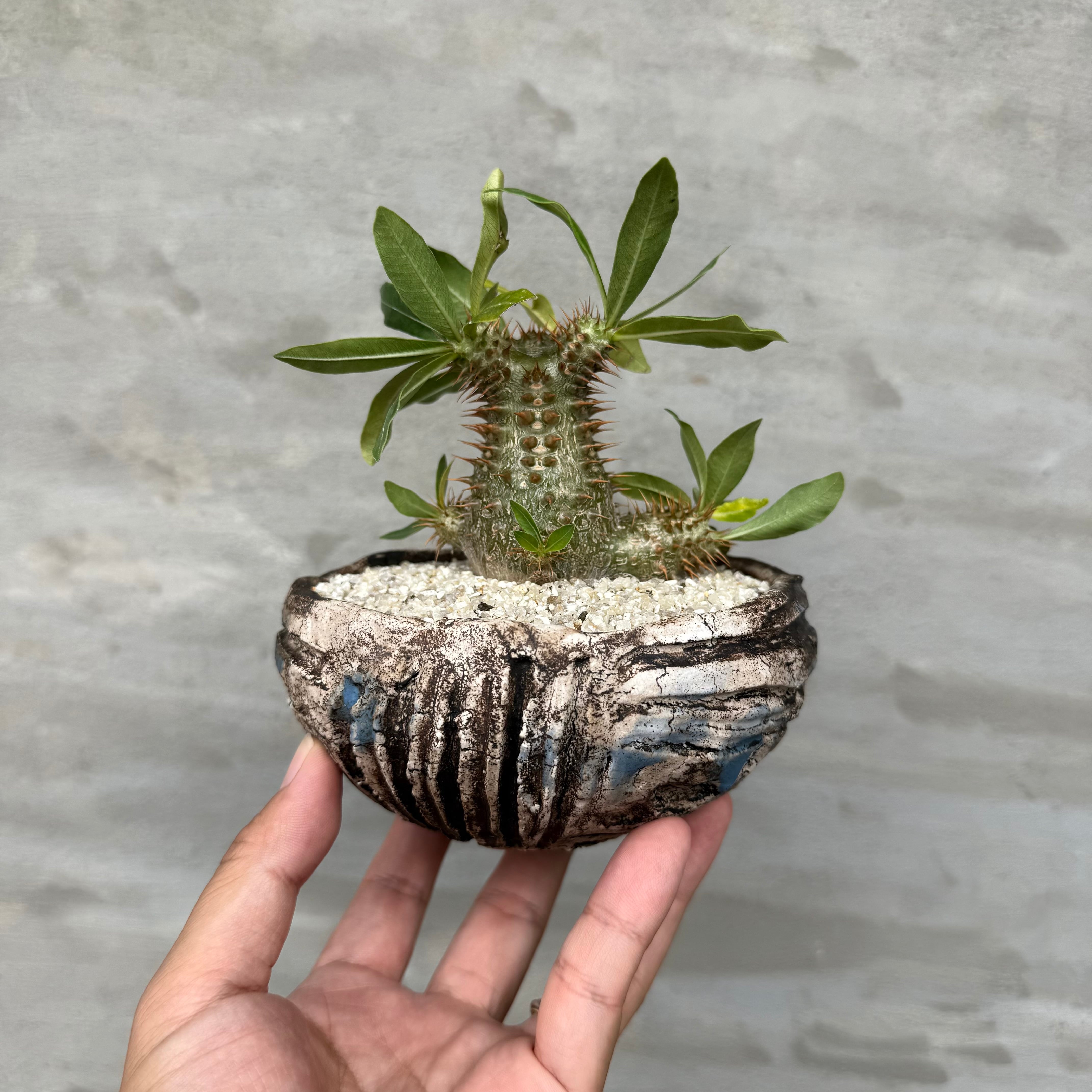 VALIEM GHOST BOWL Ｌ　検/作家鉢 陶器鉢 塊根 グラキリス 8/10（月）21:00より再販！【植物鉢】 Valiem GHOST（BOWL / Lサイズ