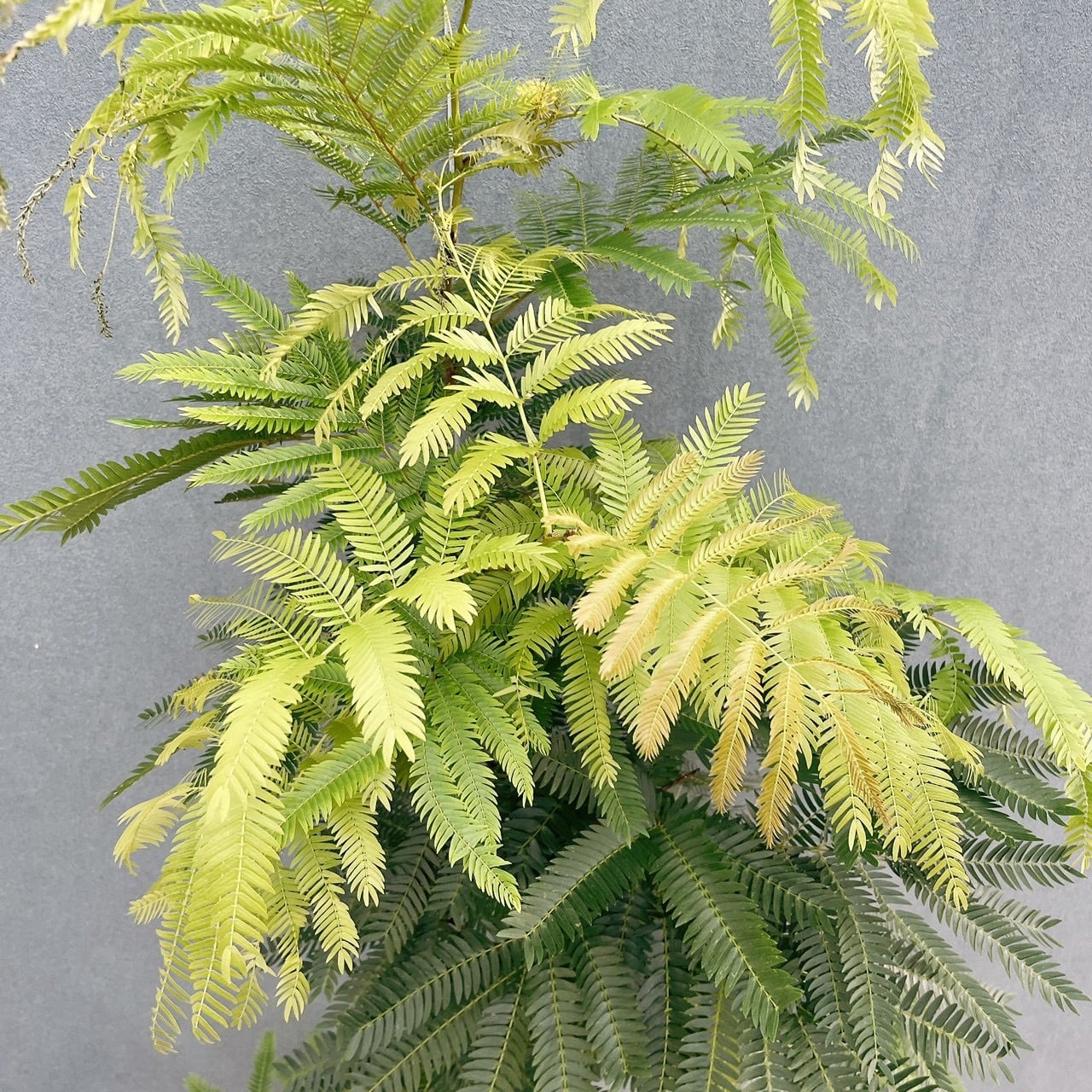 現品］2番 エバーフレッシュ 曲がり 8号 観葉植物 室内 大型 人気