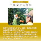 完熟アルギット不知火(露地)約1.5kg 【2月中・下旬頃～発送予定】