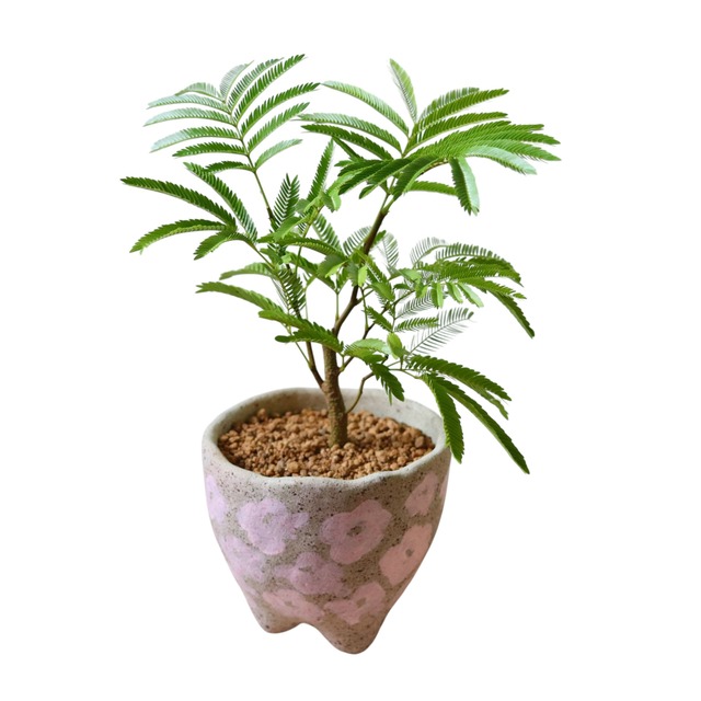 エバーフレッシュ（40cm）