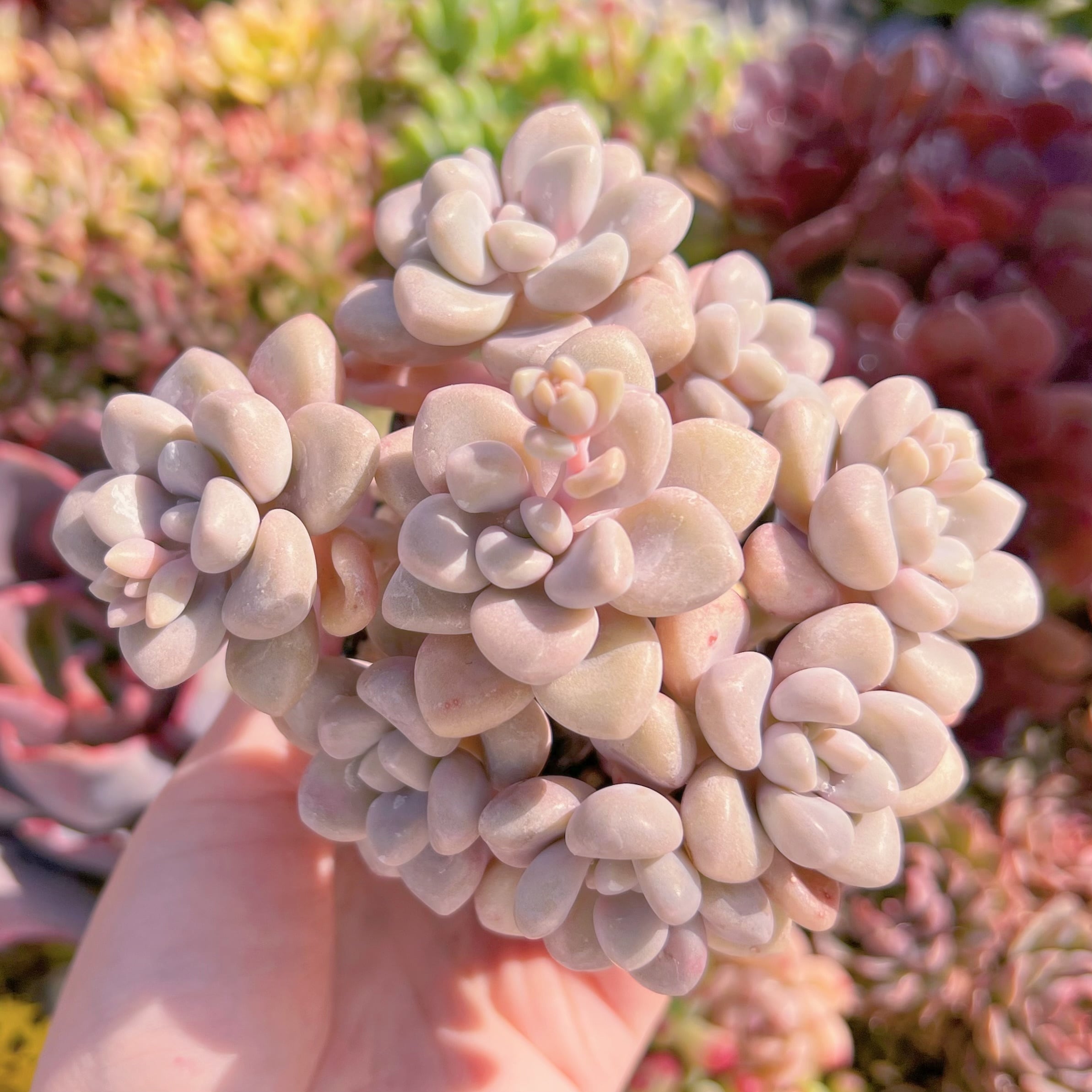 現品　エイレン#029　るる農園