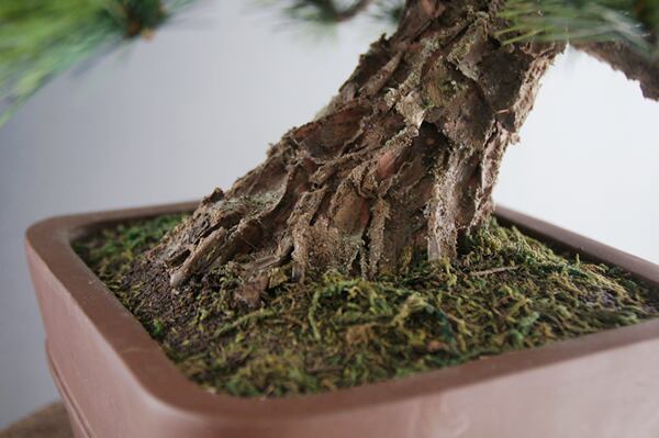 盆栽 模様木 Pinetree Bonsai #6 | Oh! BONSAI