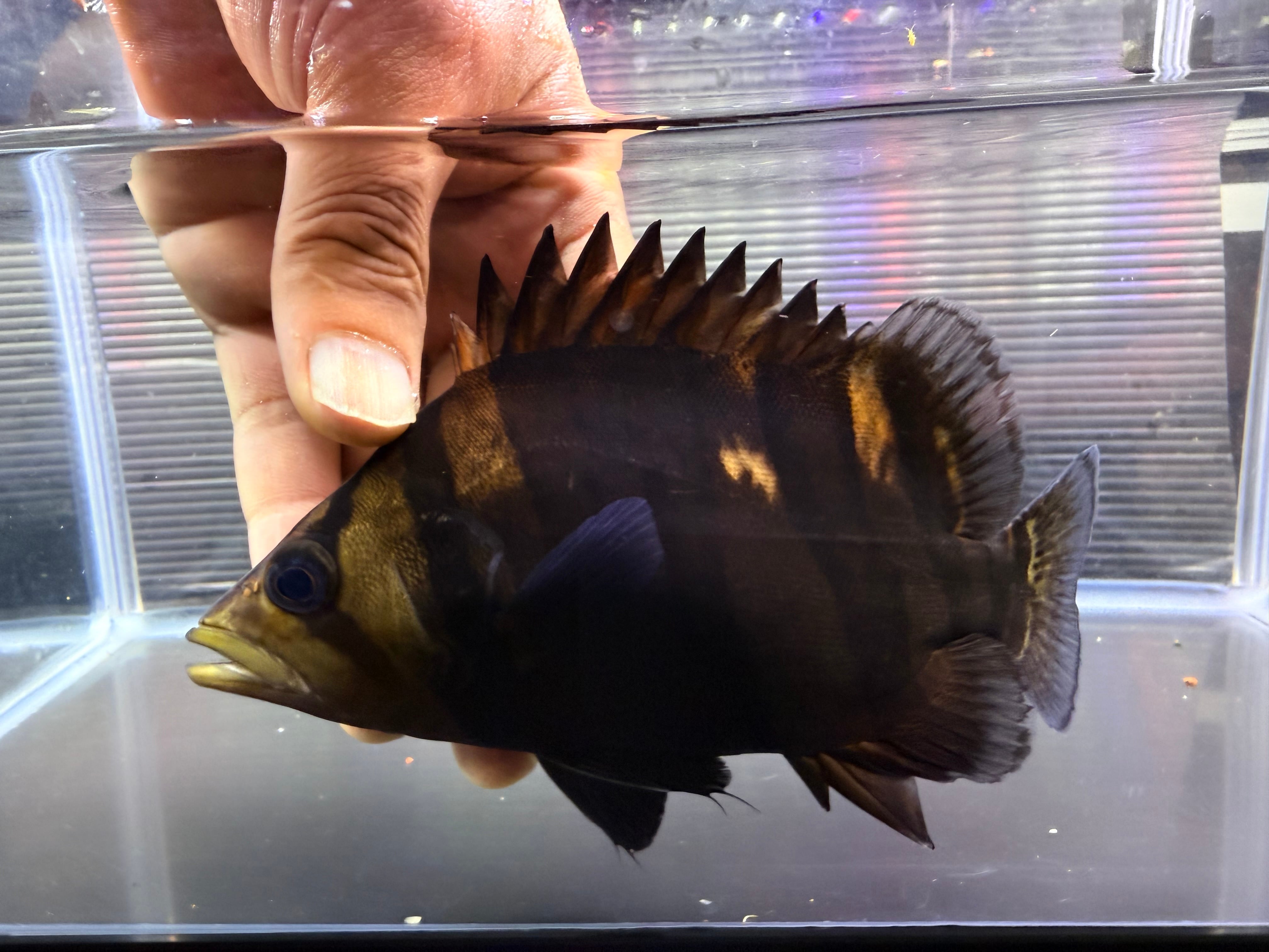 G01⑦ ダトニオプラスワン 18㎝前後 パーフェクトバンド | アクア