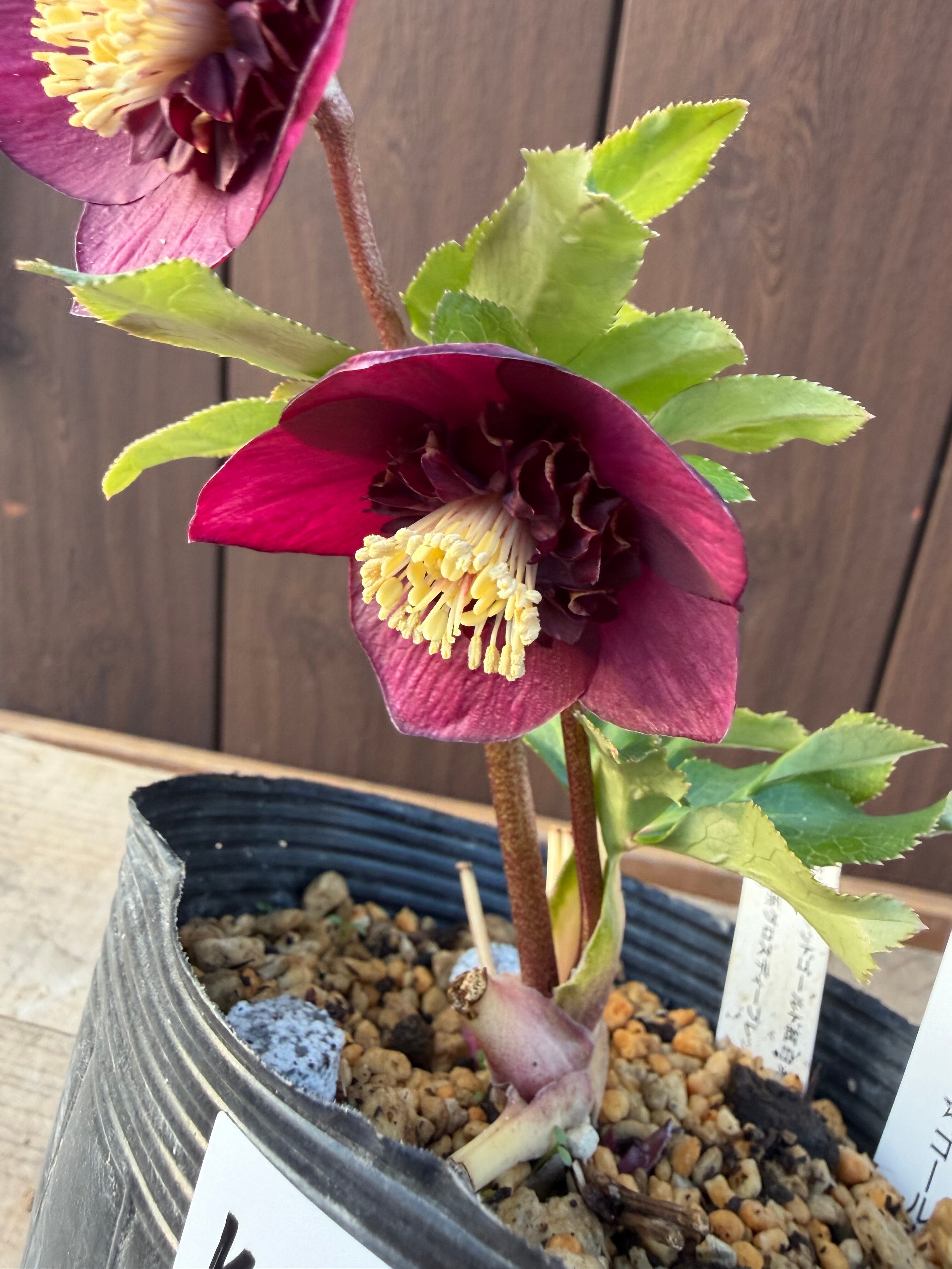 グロッシーカラー☆ゴールド レッドsd ※蕾無し特価 加藤農園