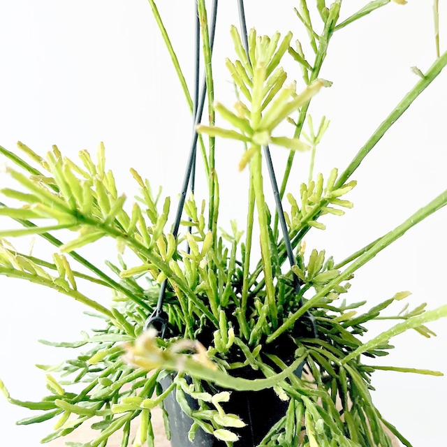 森のカーテン リプサリス エワルディアナ 観葉植物 calm cafe