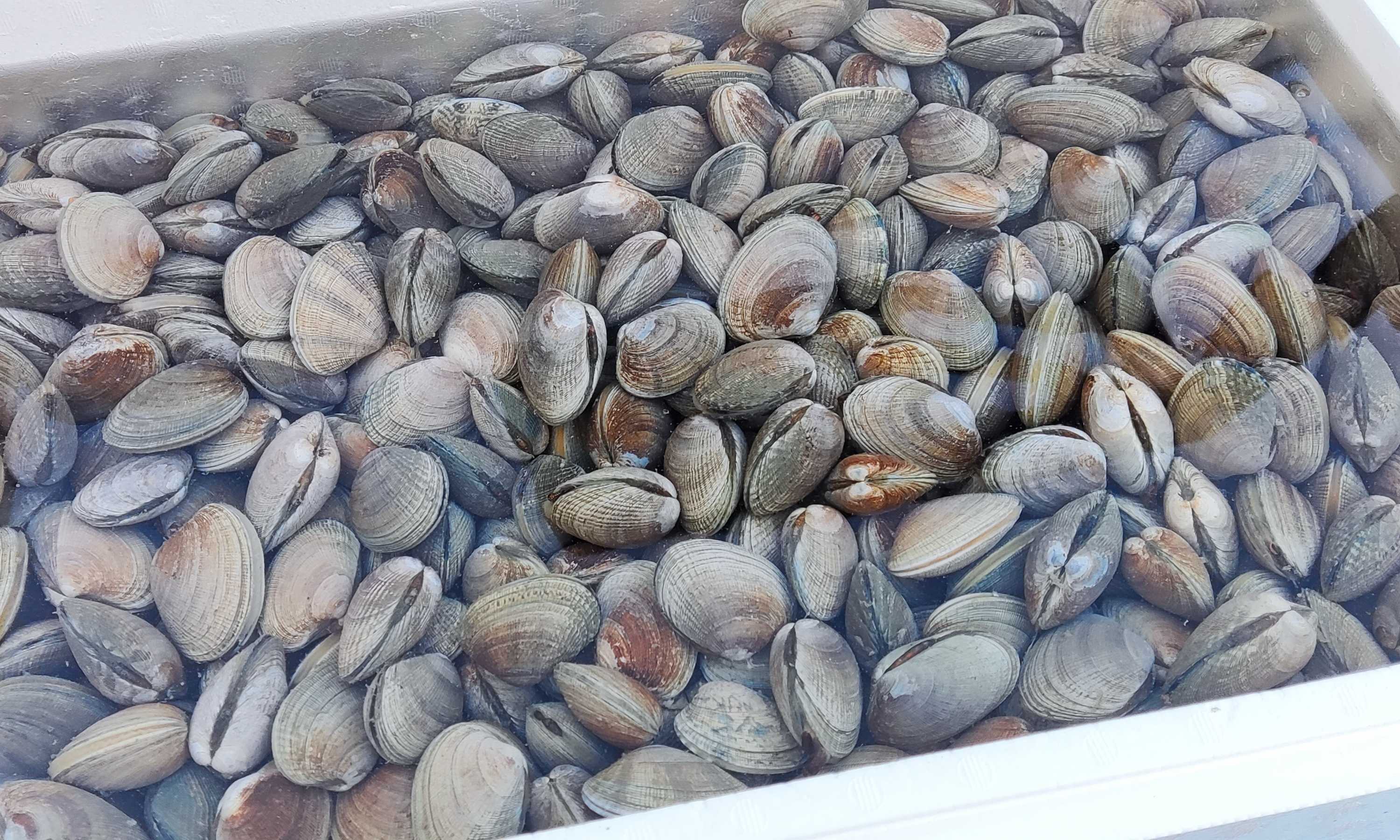 大粒！北海道産冷凍あさり（500g） | 三徳