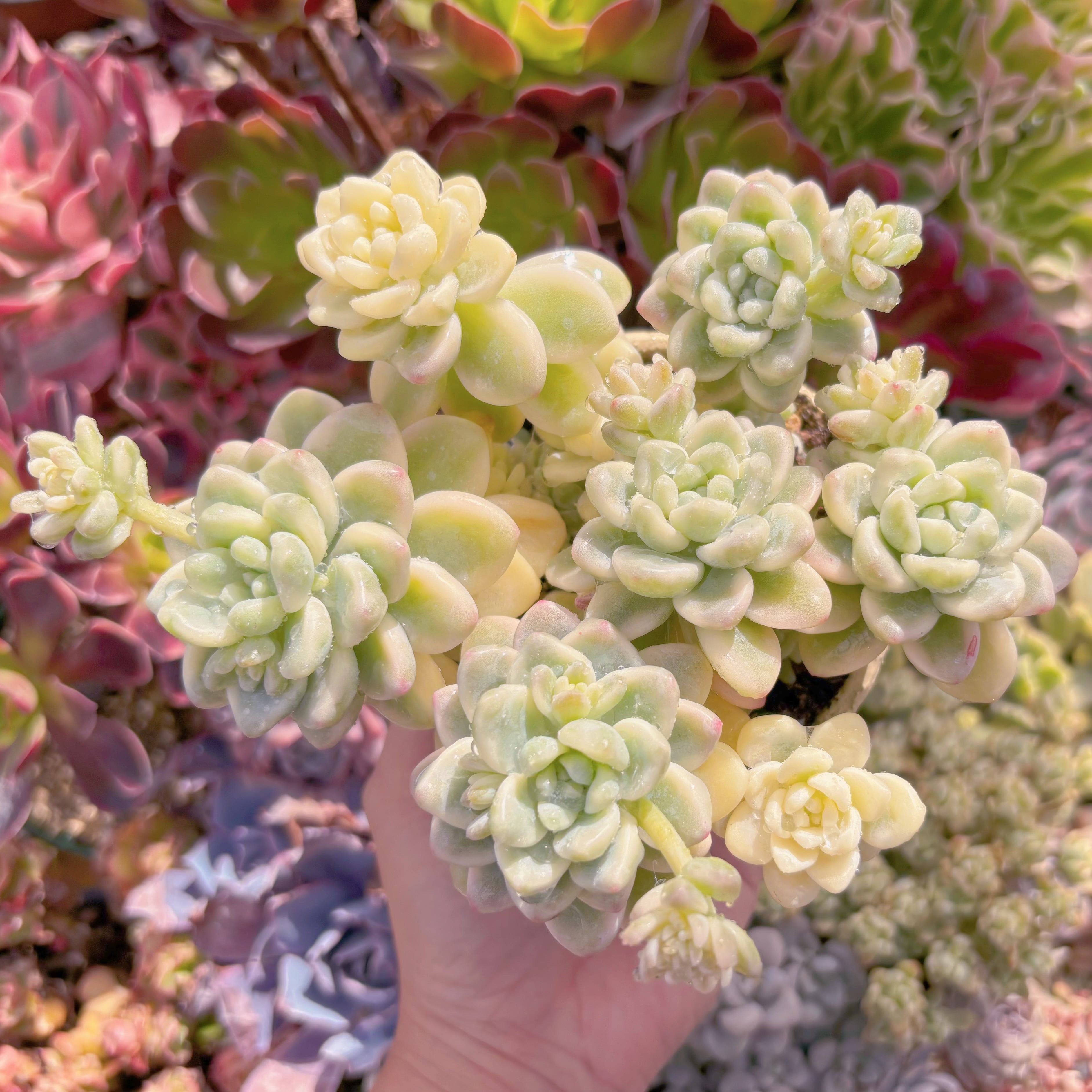 現品　ラウル錦#A06　新入荷　るる農園